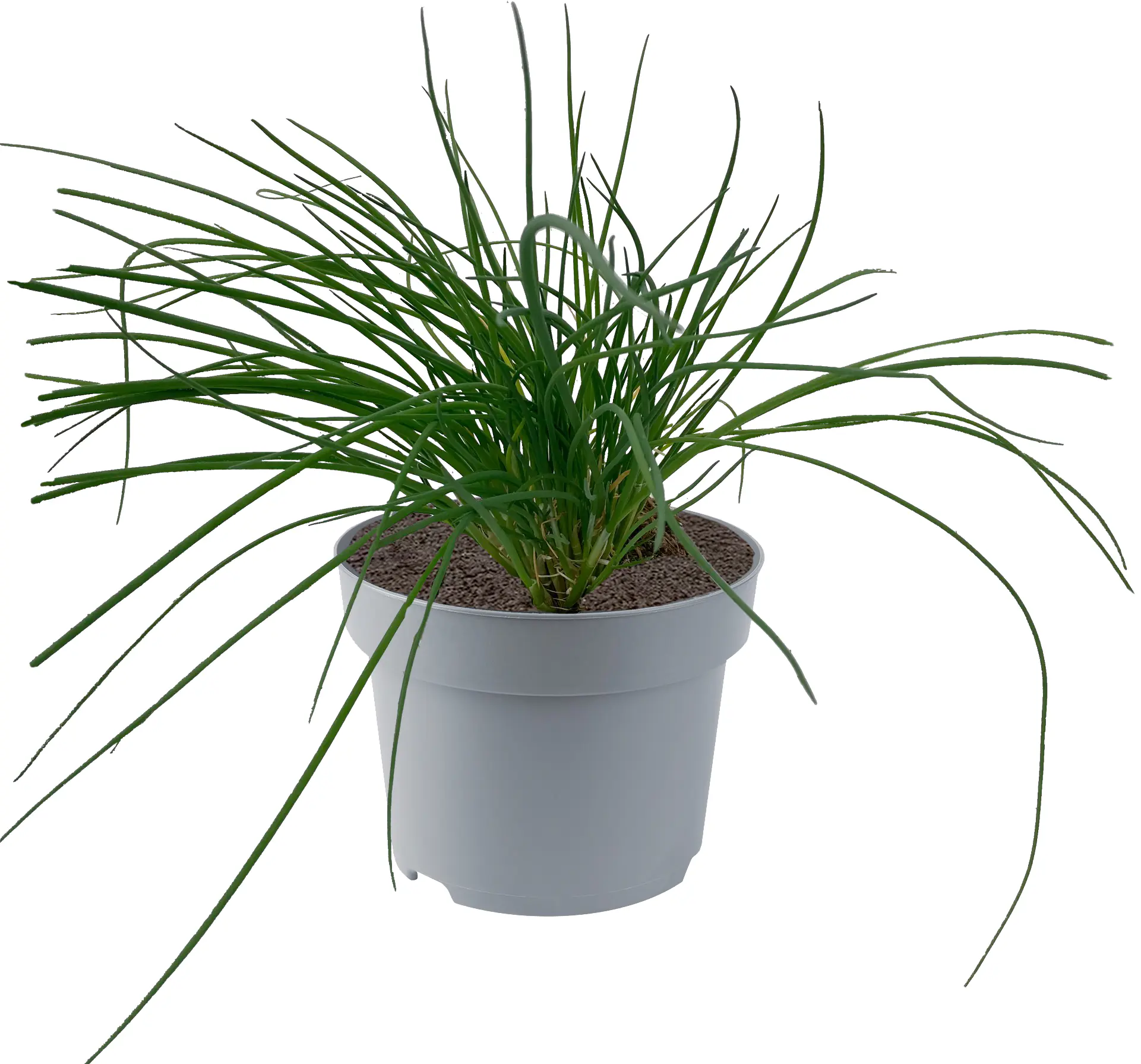 Allium Zierlauch 30 - 40 cm 5 L Container