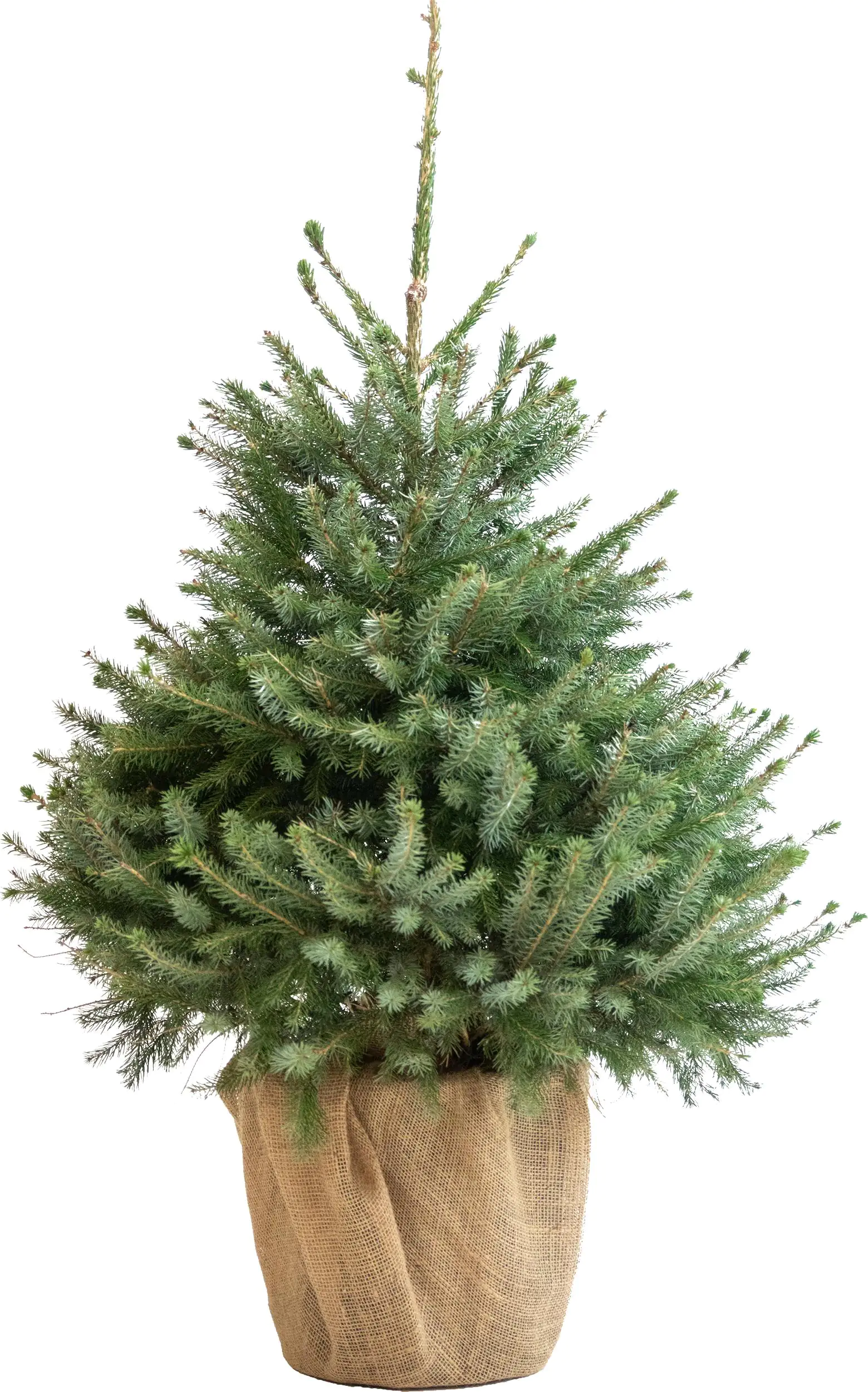 Serbische Fichte Picea Omorika 9,5 Liter Container, topfgewachsen Serbische Fichte Picea Omorika 9,5 Liter Container, topfgewachsen