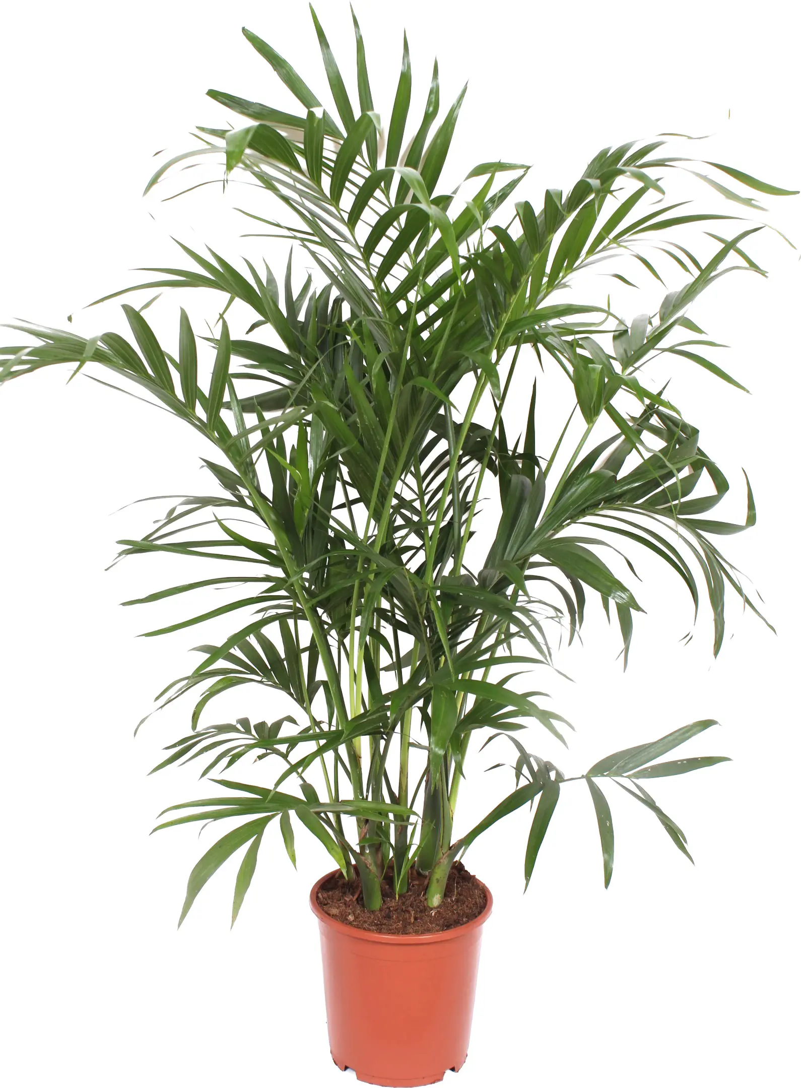 Stellapalme Chamaedorea Caracterarum 21 cm Topf