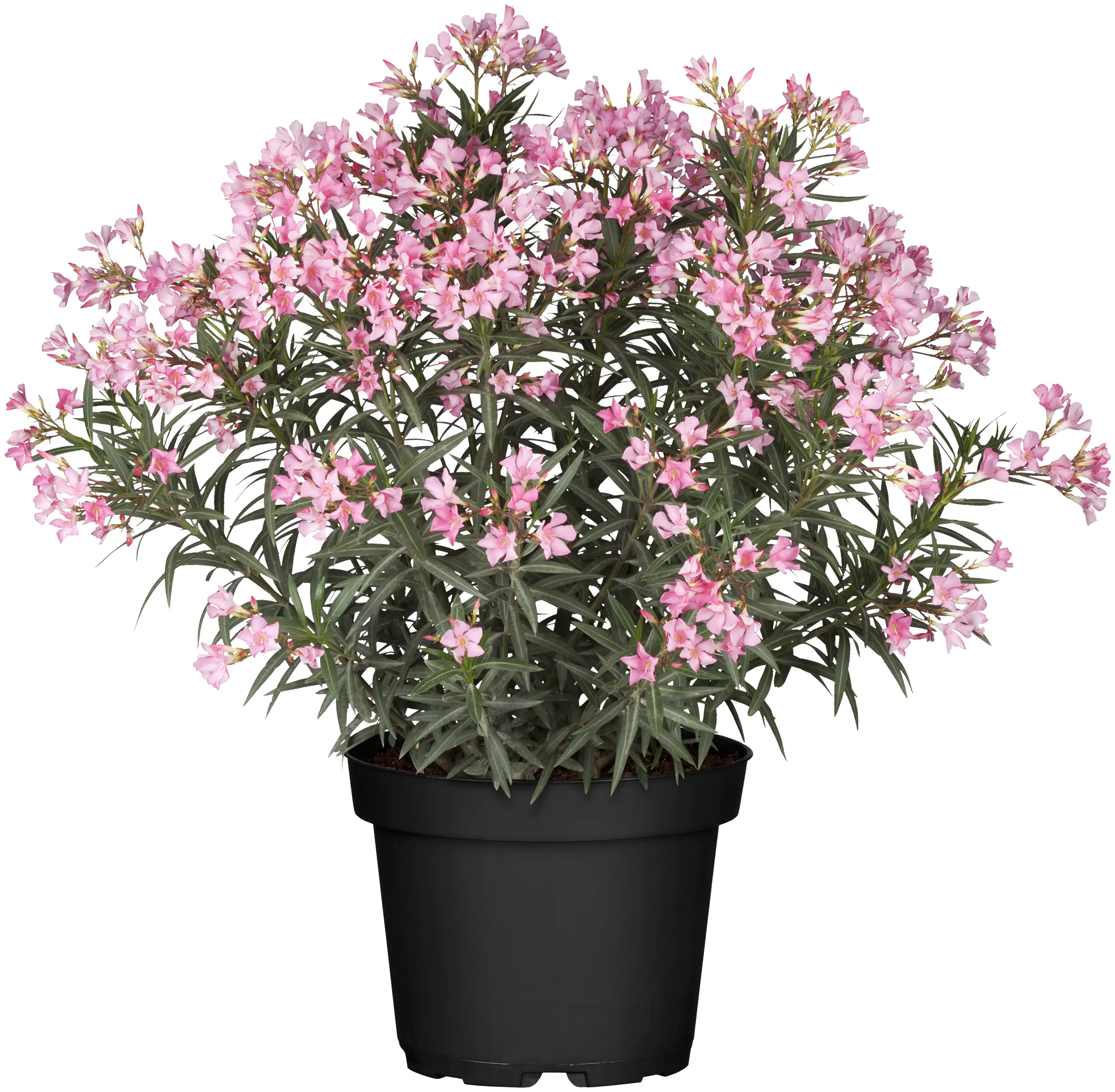 Oleander Busch H ca. 60 cm 20 cm Topf