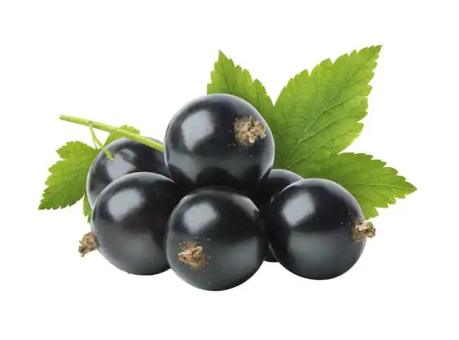 Bio Beerenobst Johannisbeere Ribes nigrum schwarz 3 Liter Topf