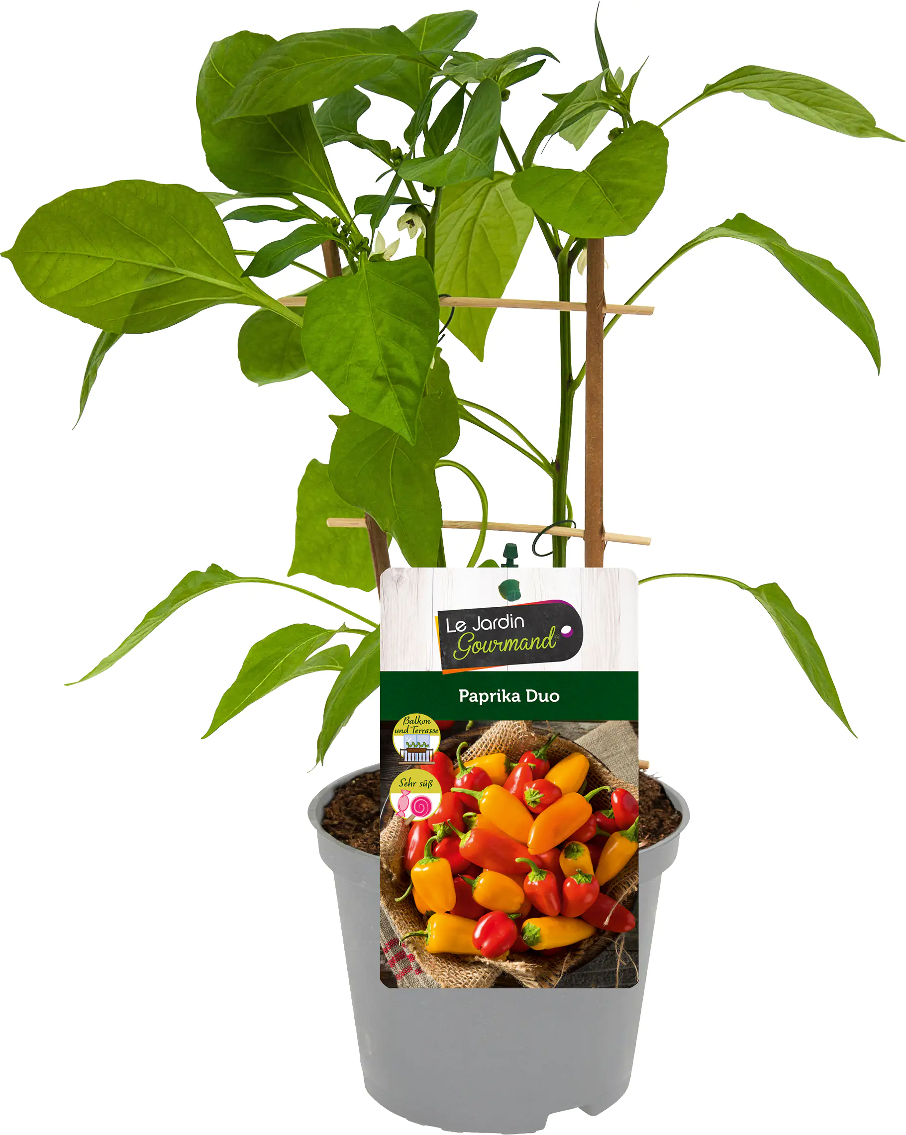 Paprika Capsicum H ca 20 cm 12 cm Topf
