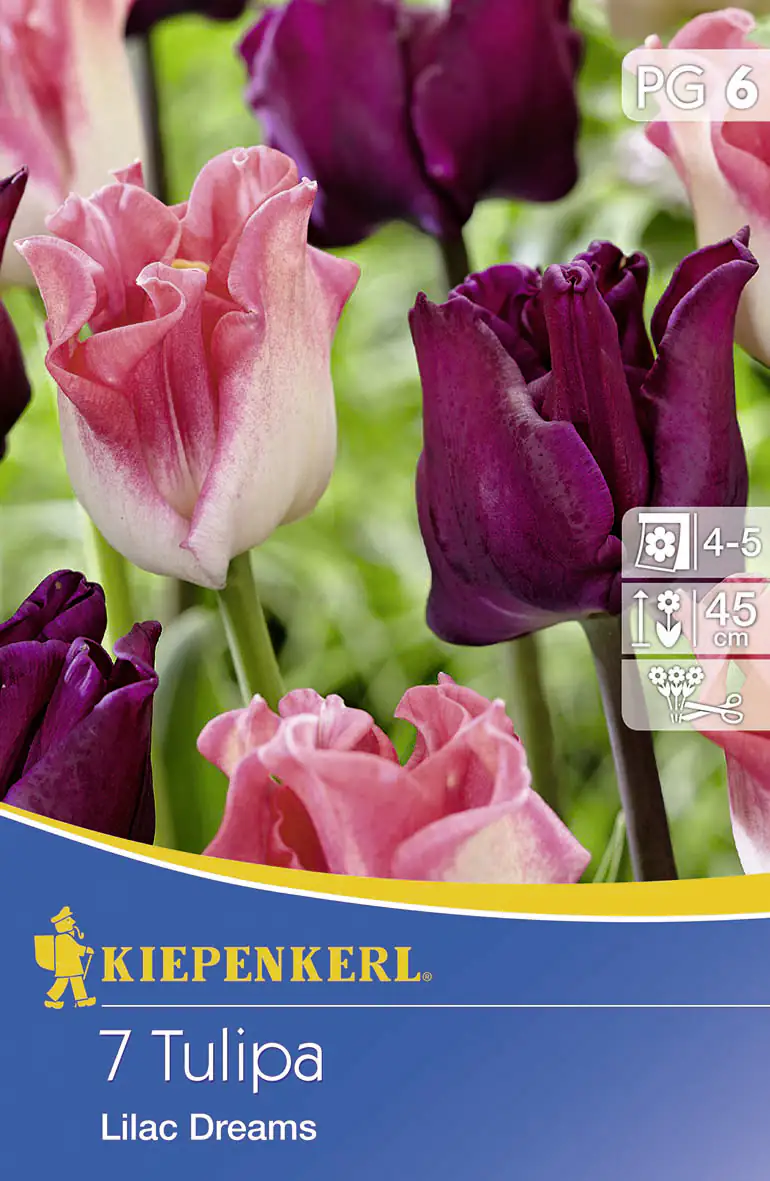 Kiepenkerl Blumenzwiebeln Tulipa-Mix Lilac Dreams Inhalt: 7 Stück
