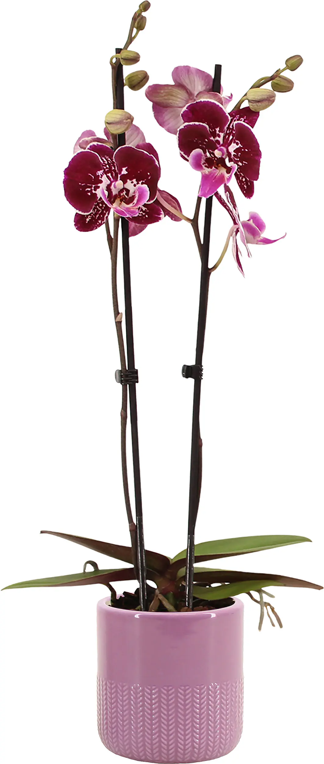Orchidee Phalaenopsis 2 Trieber mit 12 cm Keramiktopf