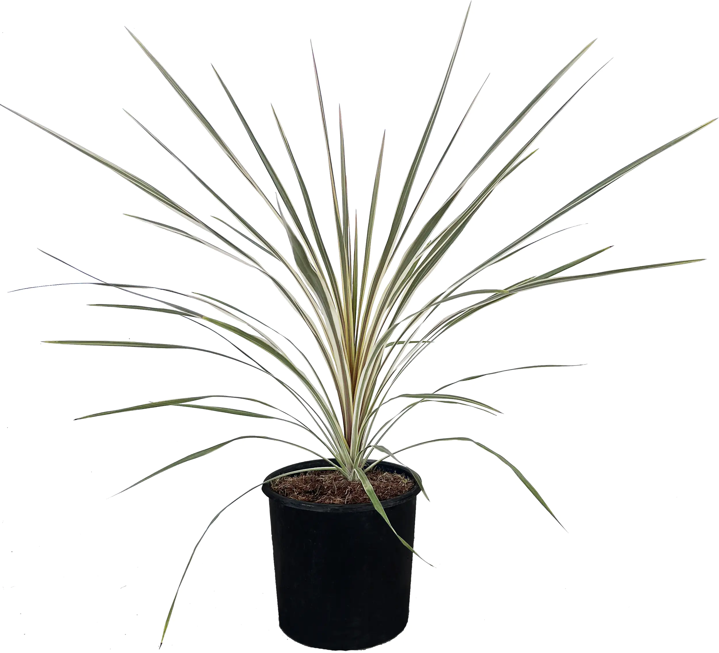 Keulenlilie Cordyline 20 cm Topf