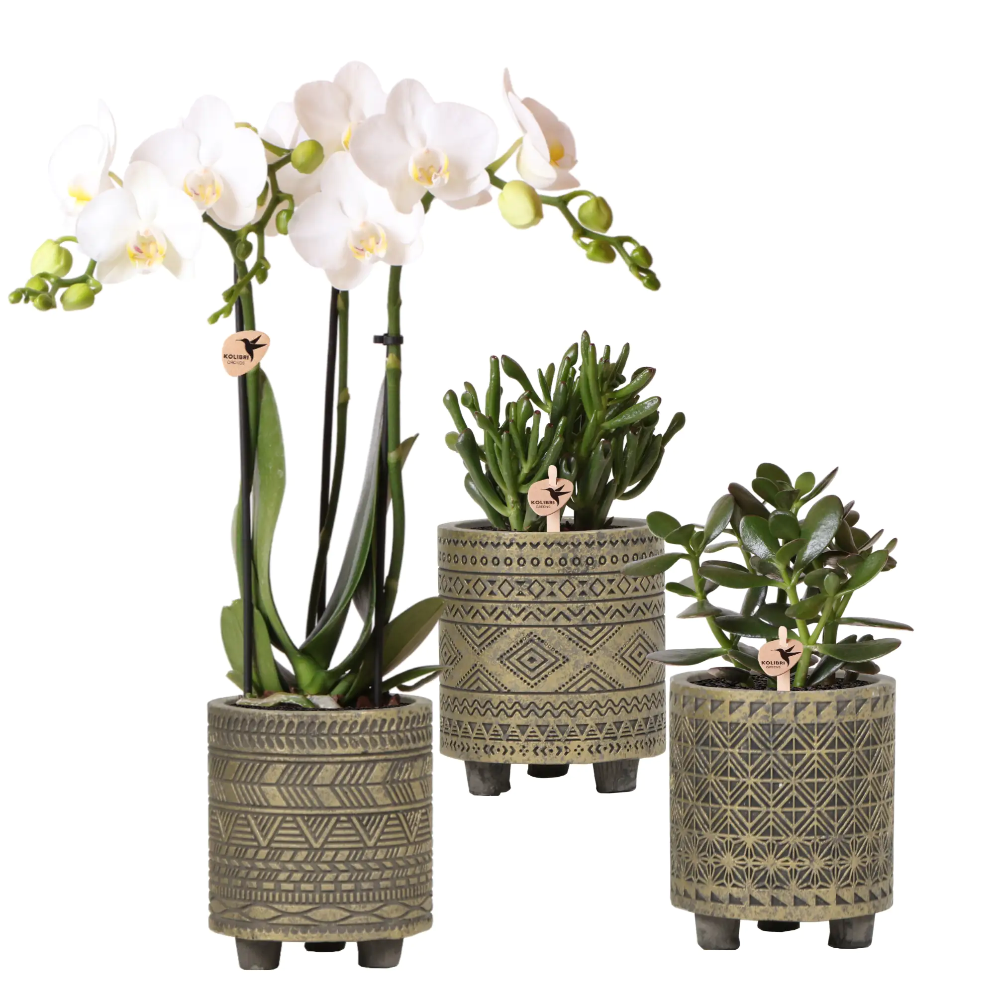 Pflanzenarrangement Orchidee und Sukkulenten Binti Grey