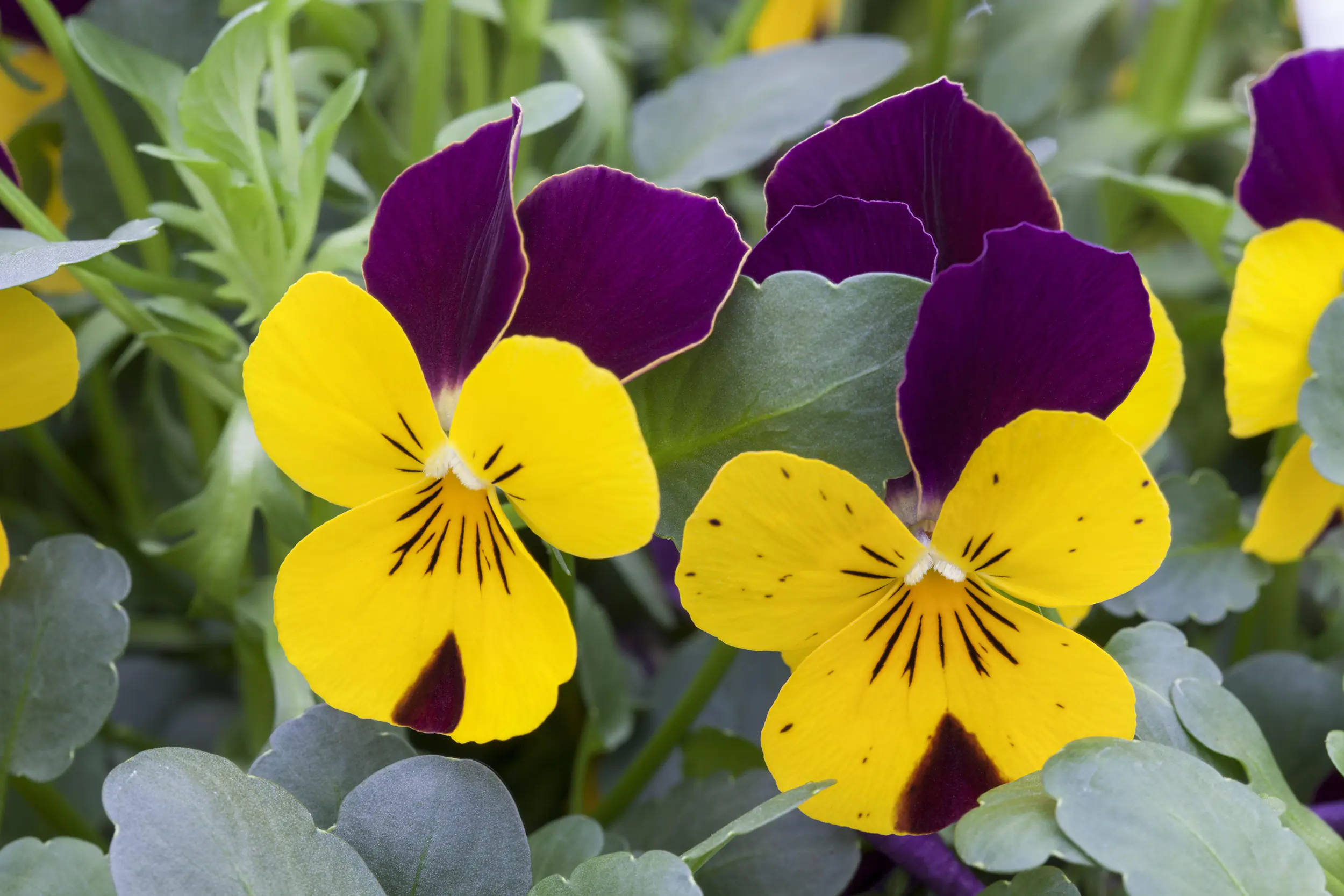 Herbst Quattro Mix im 11 x 11 Viereck-Topf