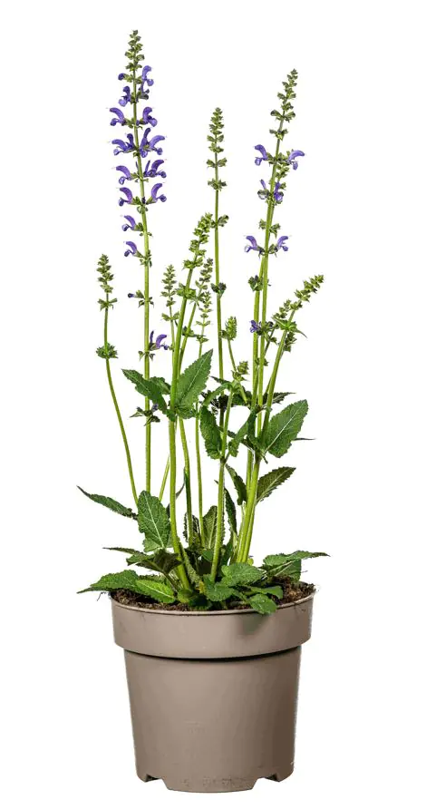 Salvia pratensis Wiesensalbei 19 cm Topf