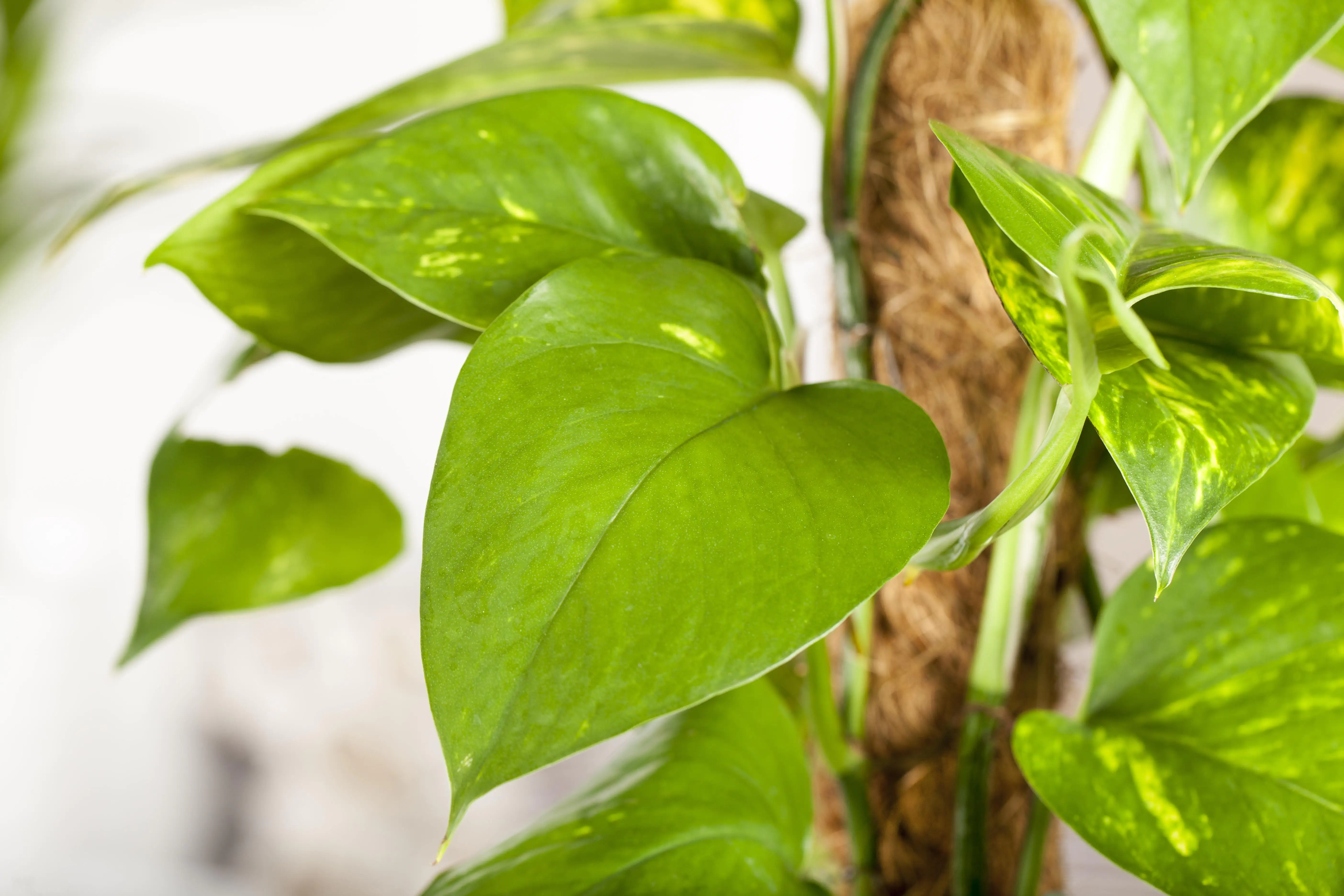 Efeutute Scindapsus Moosstaab H ca. 80 cm 19 cm Topf