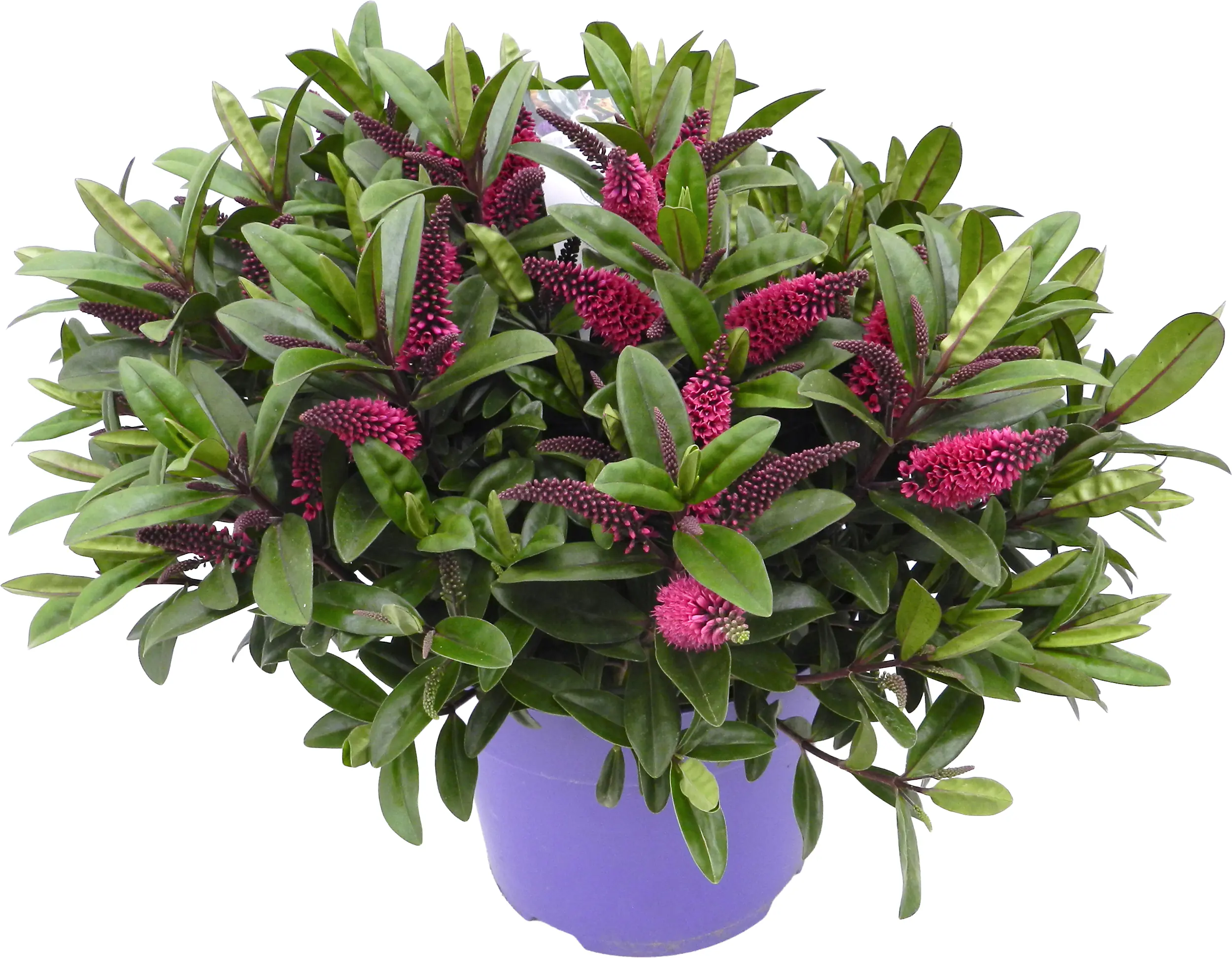 Hebe Hybrida Strauchveronika in Sorten 15 cm Topf