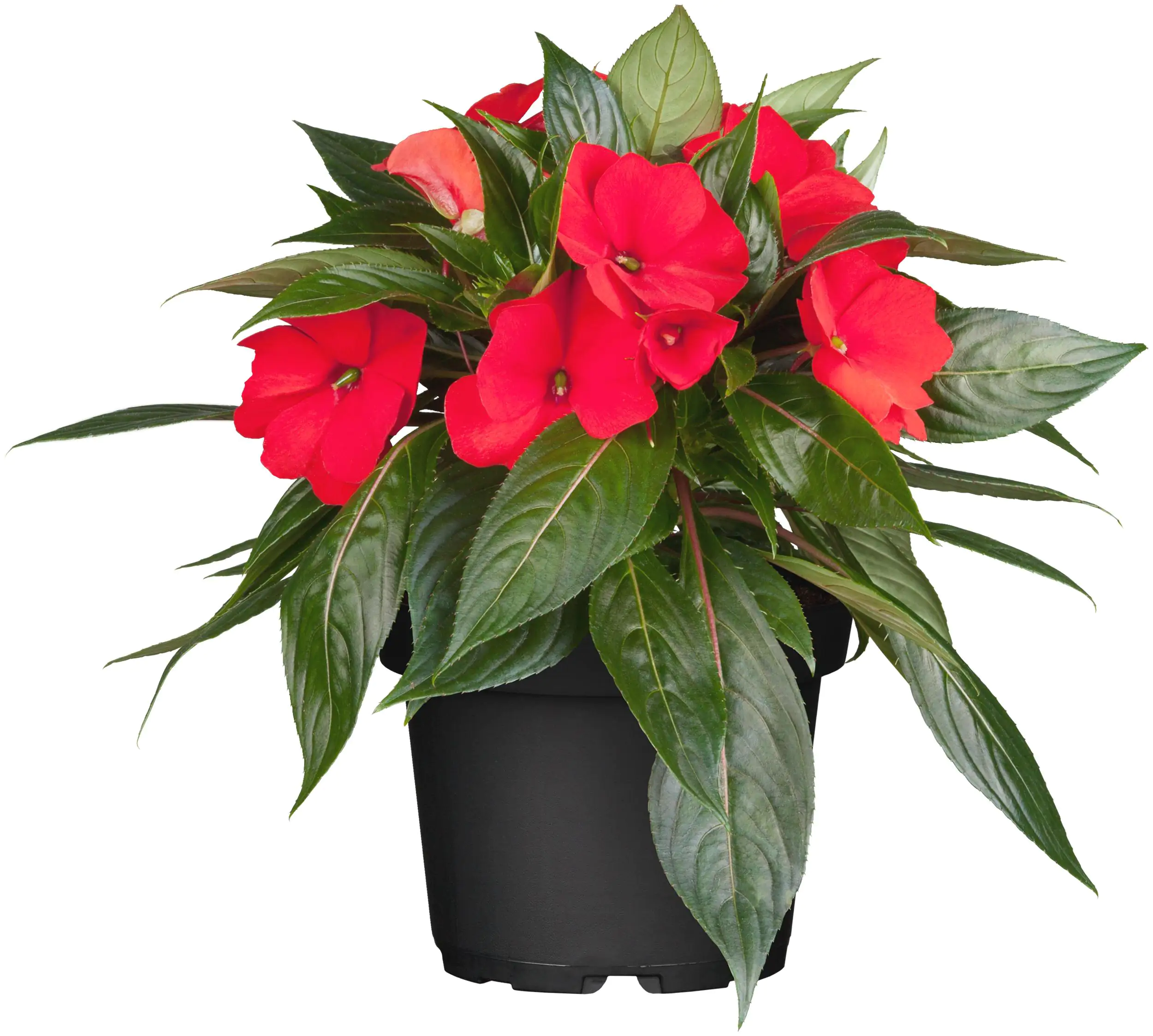 Edellieschen Impatiens Neuguinea H ca 25 cm 13 cm Topf