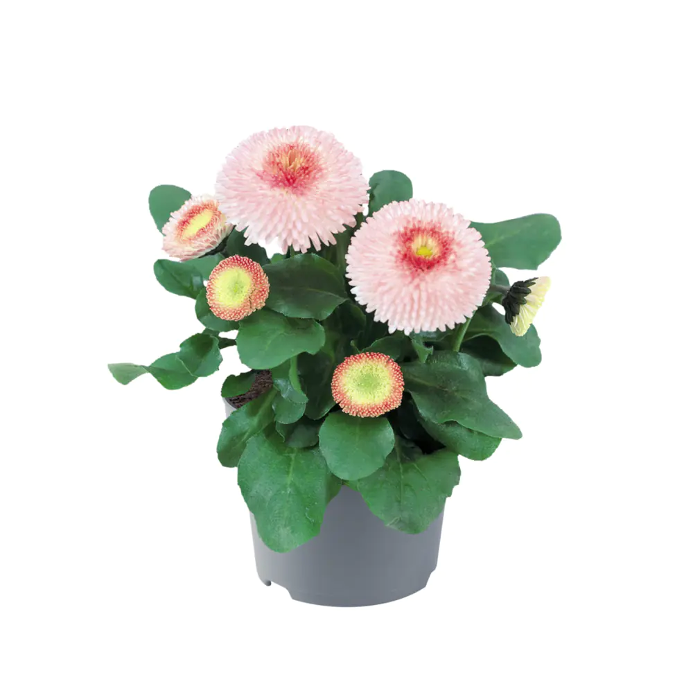 Bellis perennis Gänseblümchen Erdbeersahne 17 cm 