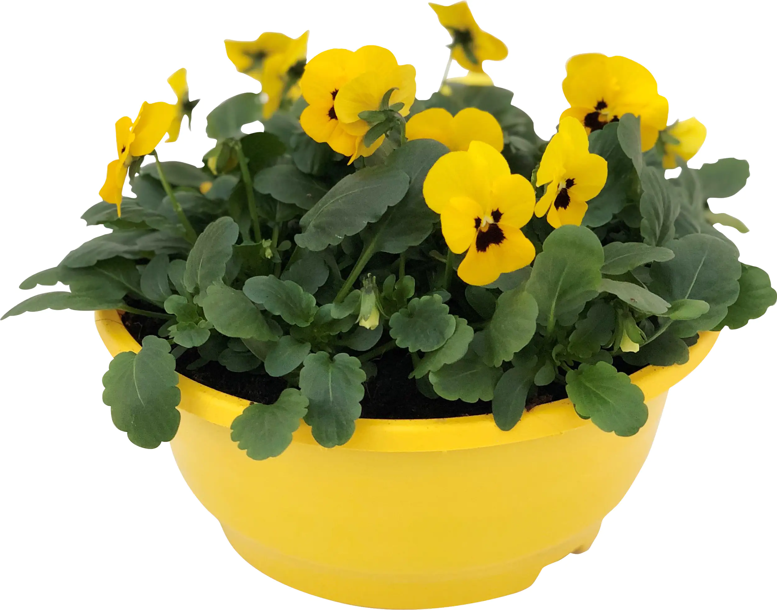 8717929301393_01 Hornveilchen Viola Cornuta H ca. 25 cm, 21 cm Schale