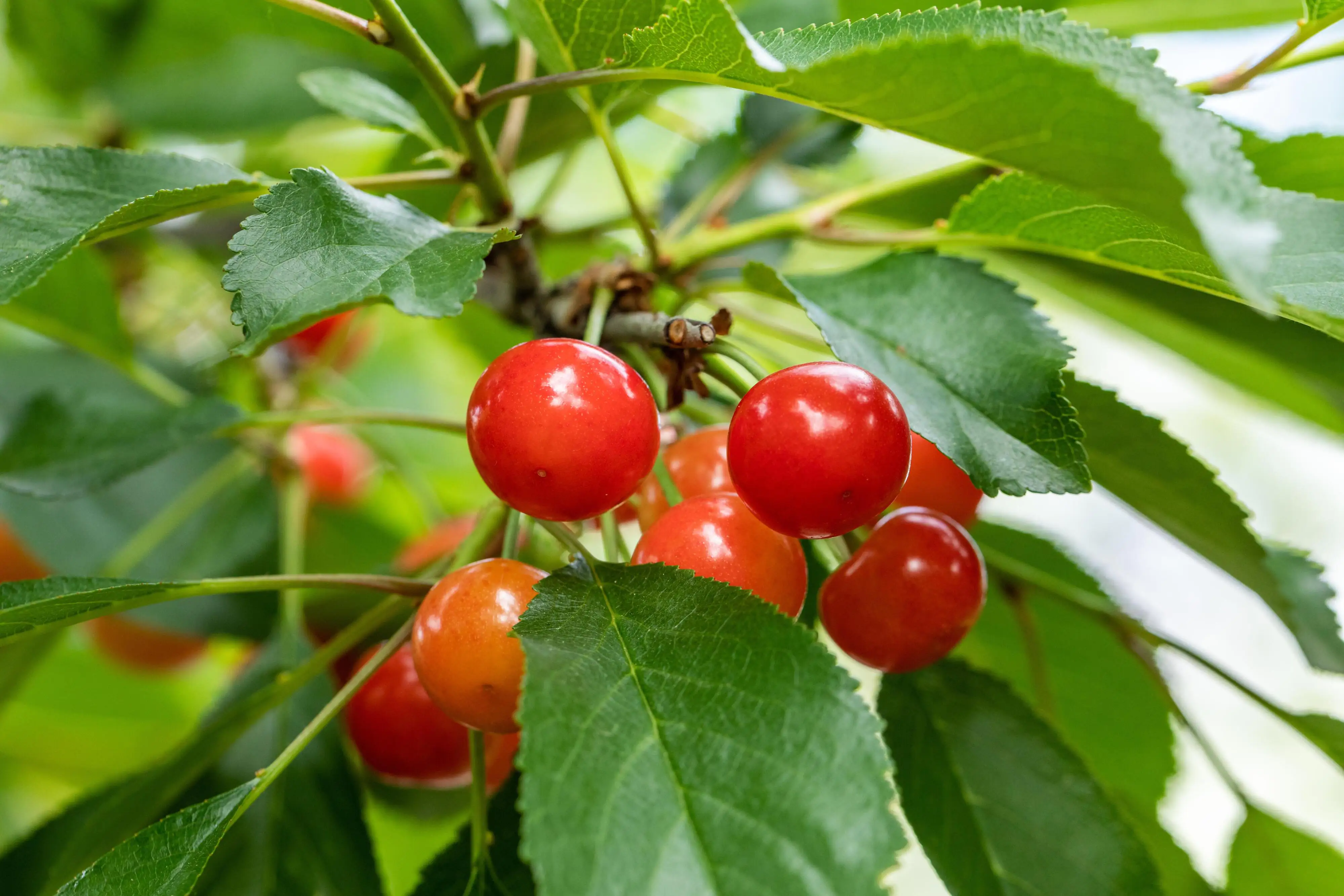 Fruchbar Bio Süßkirsche in Sorten 19 cm Topf, 100-125 cm hoch