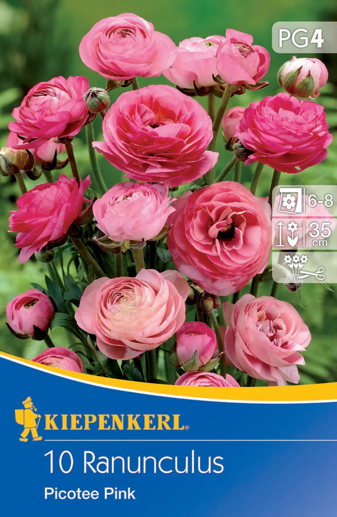 Kiepenkerl Ranunkeln Picotee Pink Kiepenkerl Ranunkeln Picotee Pink