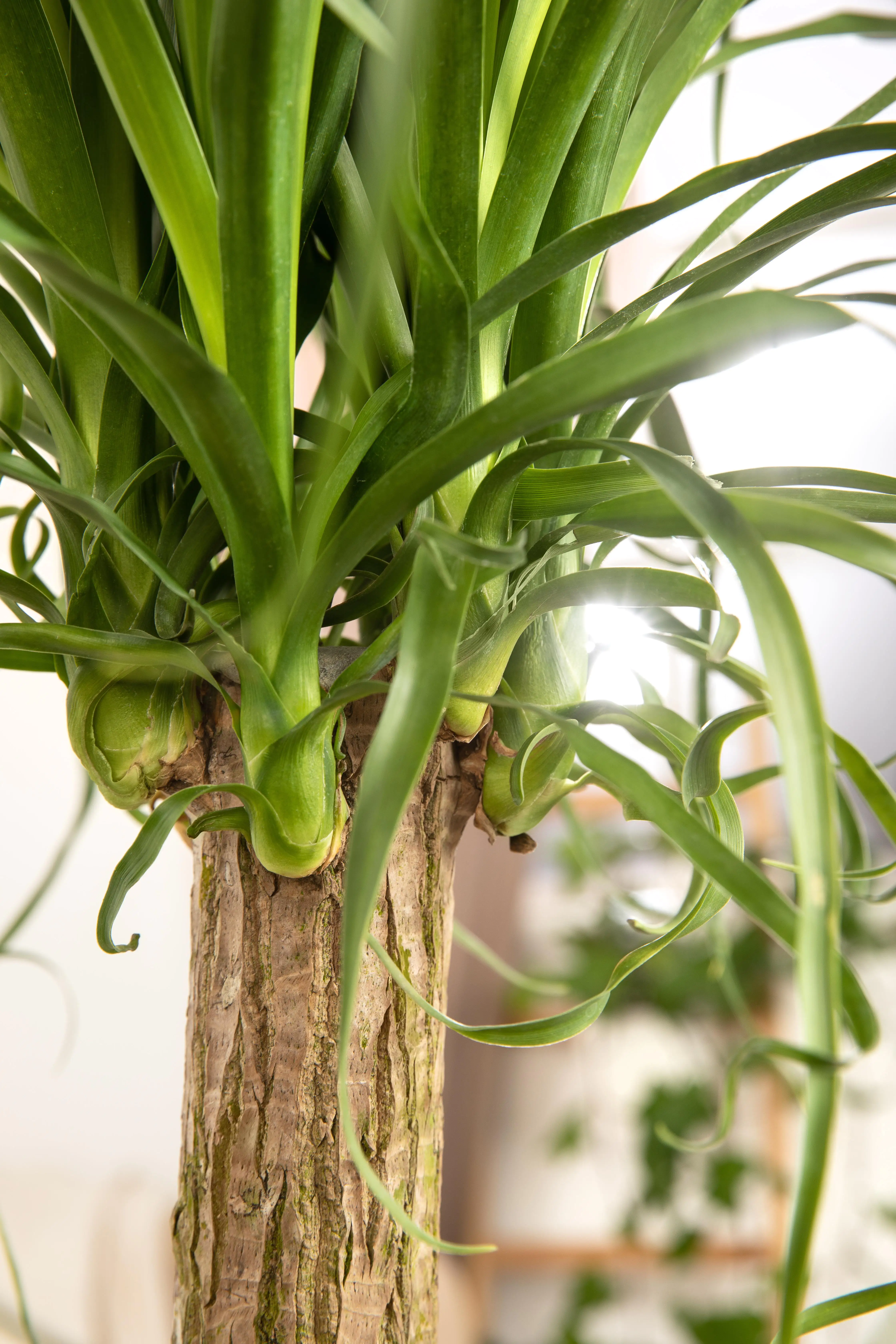 Elefantenfuß Recurvata H ca. 50 cm 17 cm Topf