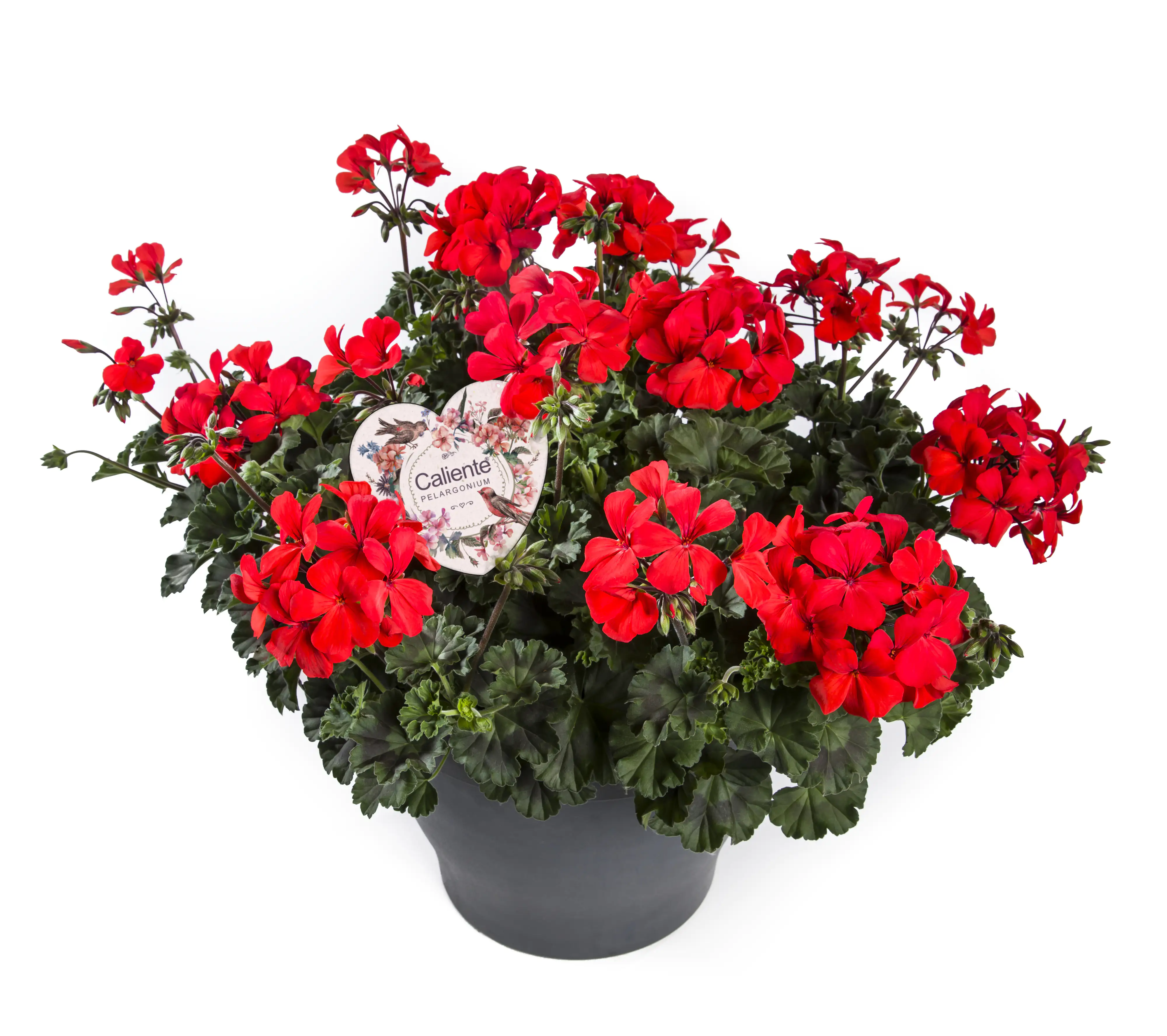 Geranie Pelargonium Caliente 19 cm Topf