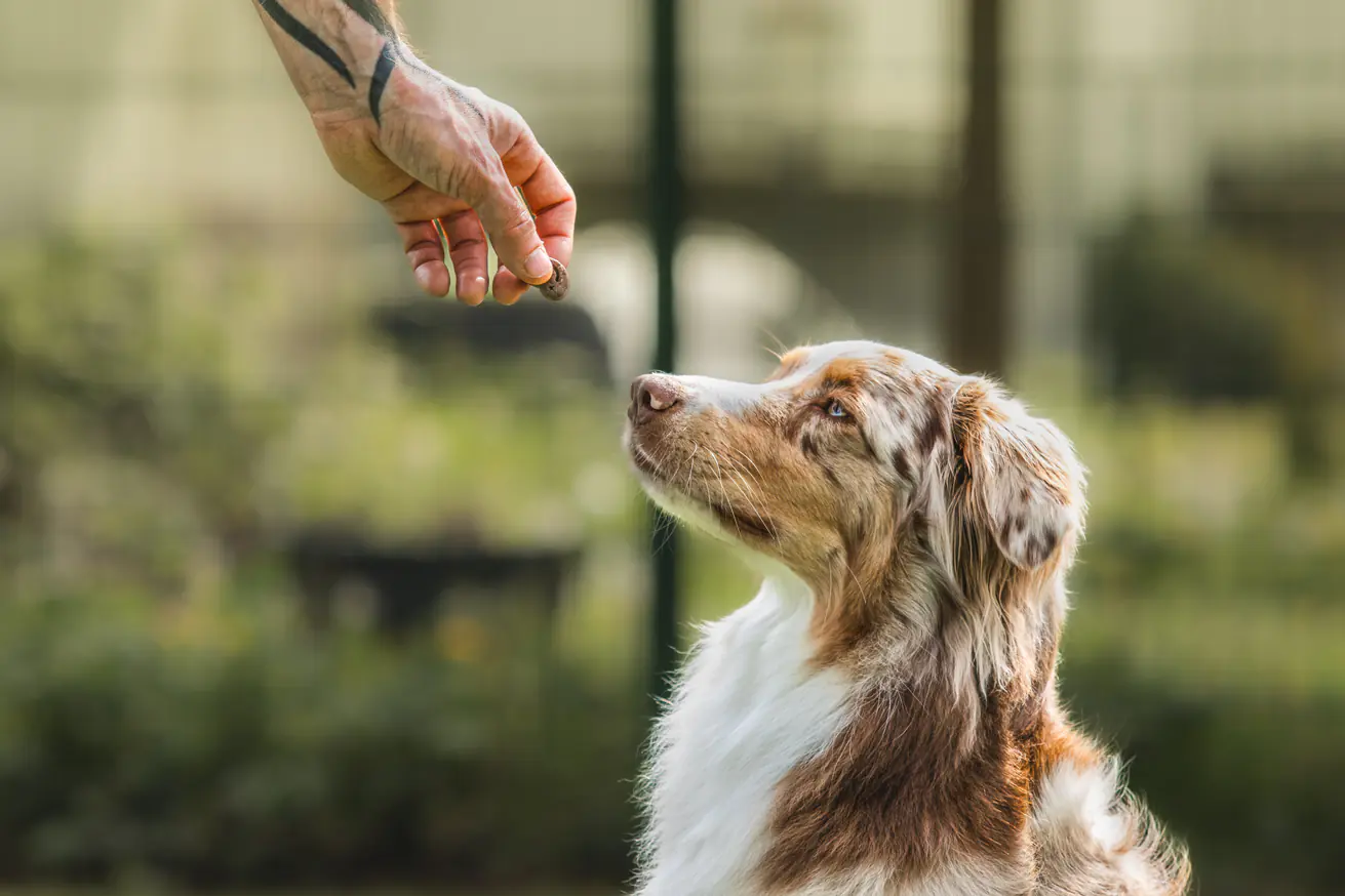 L&S Hundesnack Hühnerfüße 2 kg