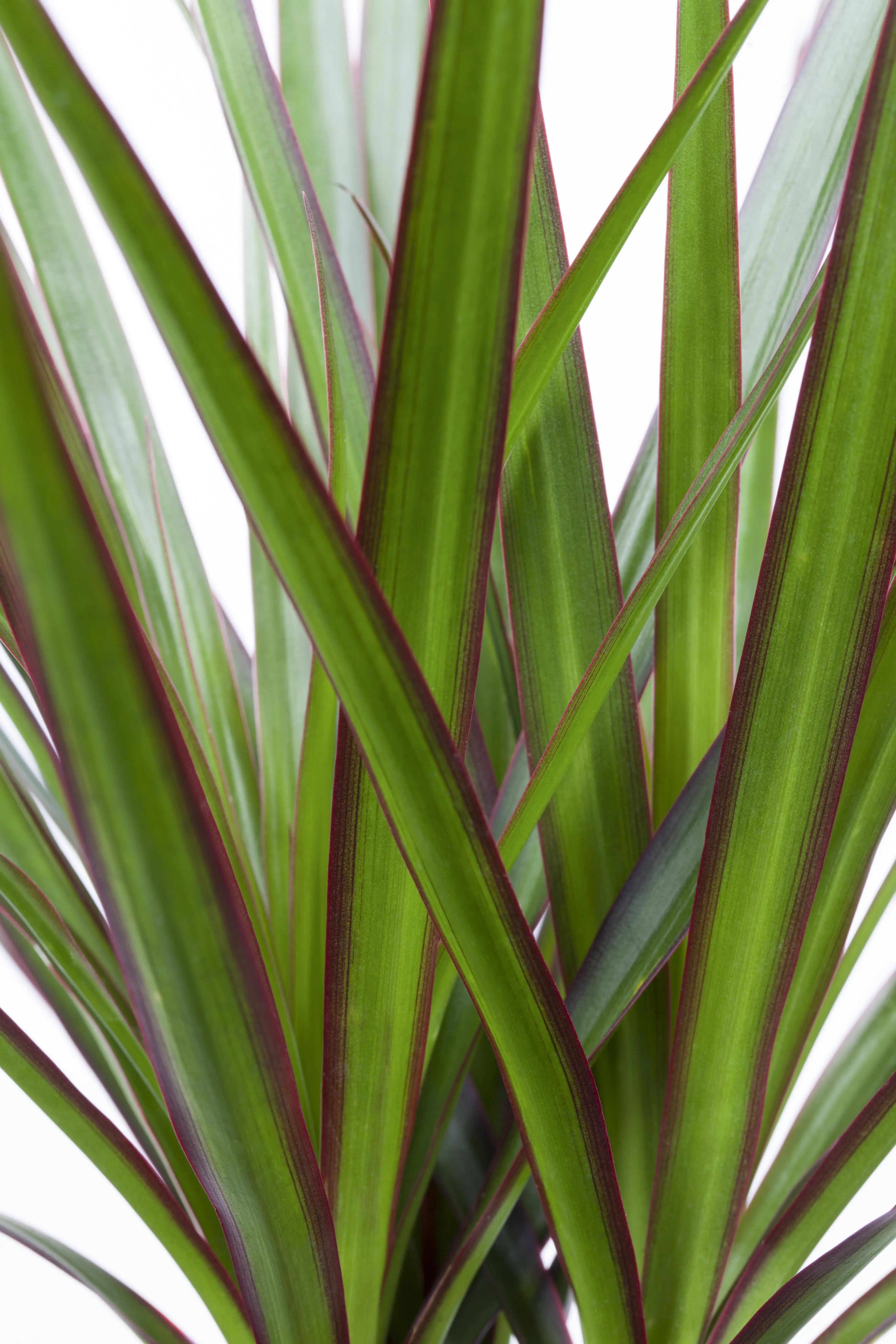 8717432606268_2 Drachenbaum Dracaena Marginata H ca. 75 cm 17 cm Topf