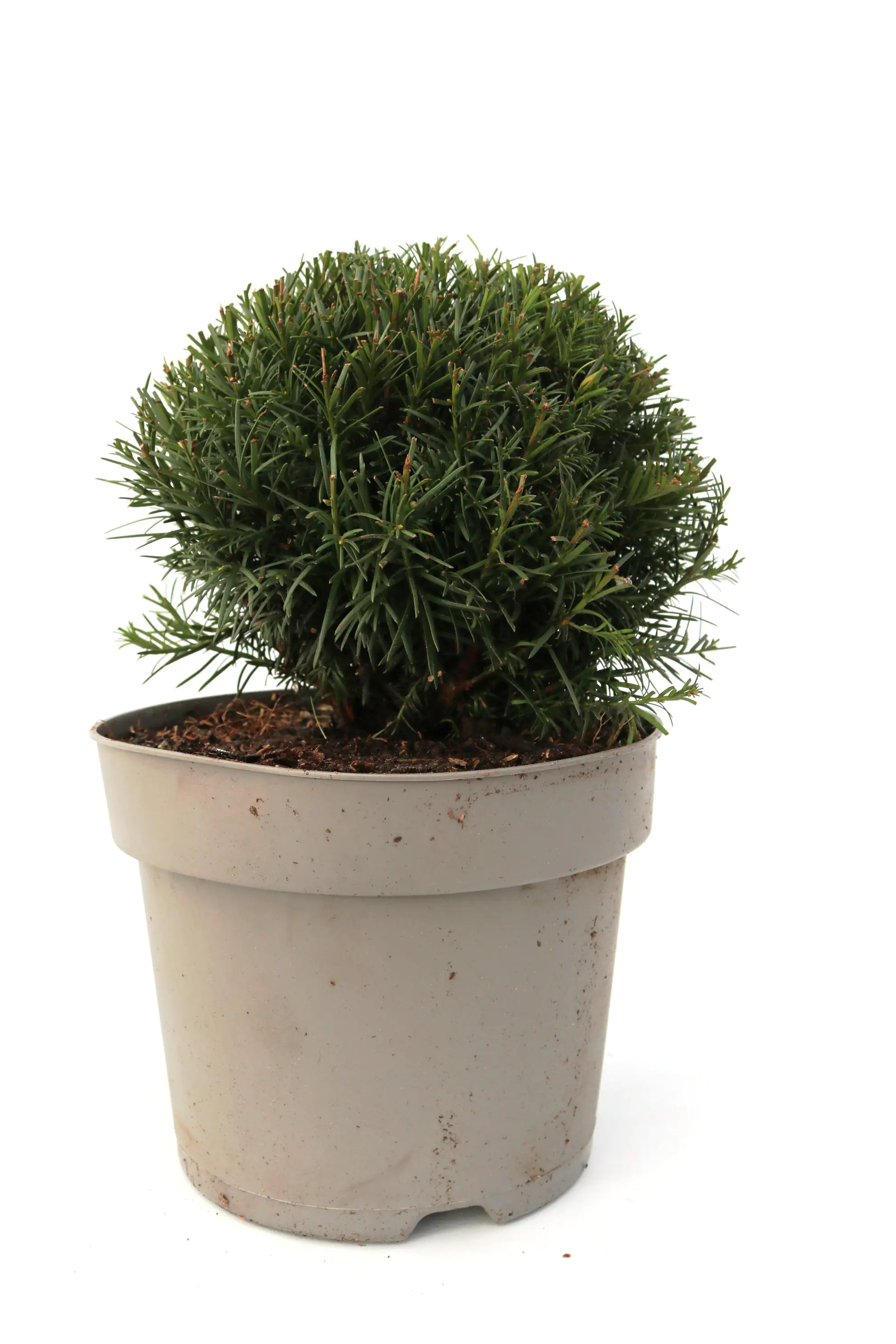 4029395013996 Eibe Kugel 25-30 cm 5 l Container