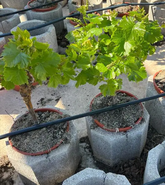 Vitis Vinifera Weinrebe 20 cm Topf  Vitis Vinifera Weinrebe 20 cm Topf