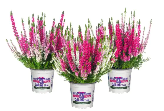 Heidemarie Calluna vulgaris die Dreifache Heidemarie® H 12 - 15 cm P11 Container
