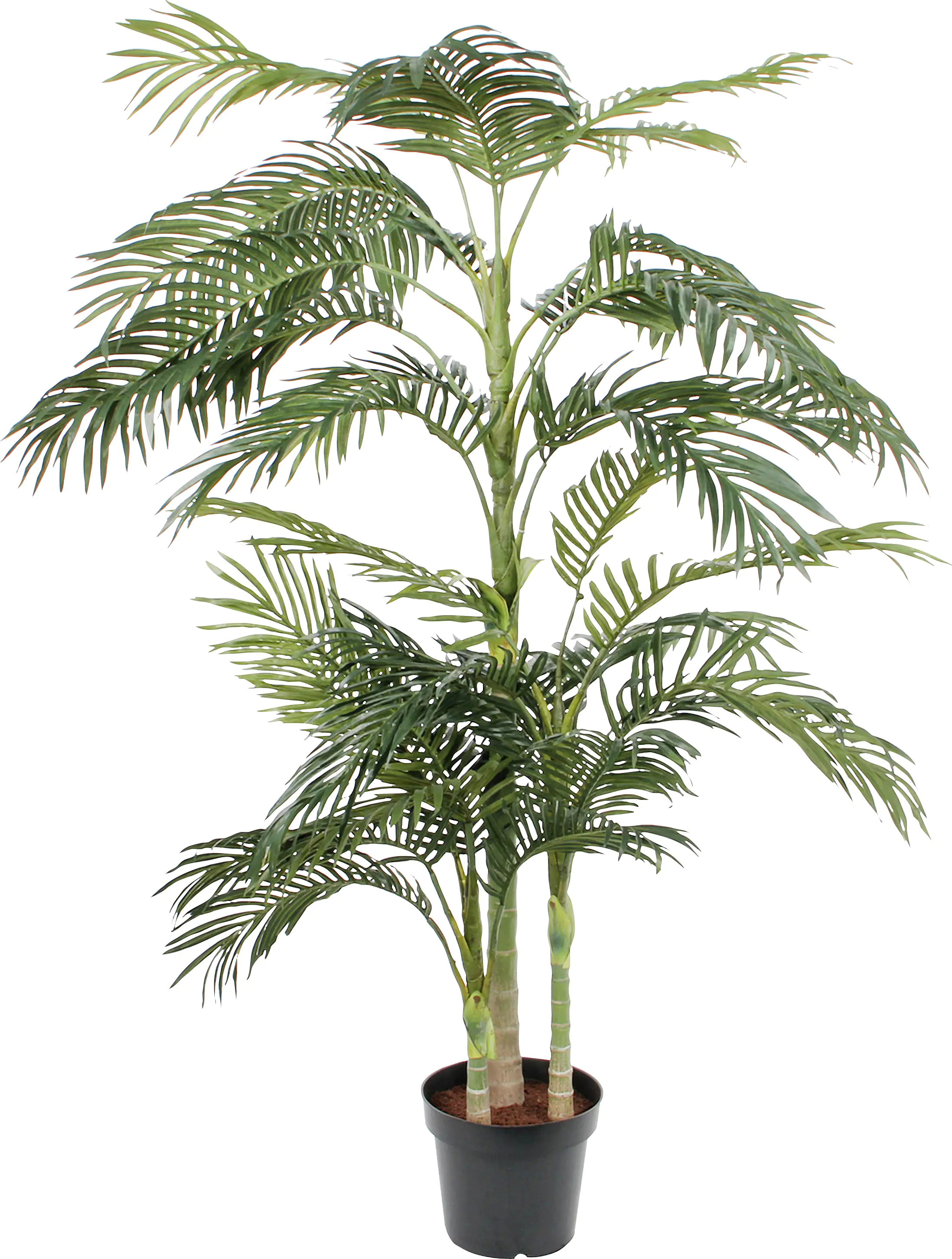Mica Areca Palme im Plastik Topf grün, 190 x 145 cm Mica Areca Palme im Plastik Topf grün, 190 x 145 cm