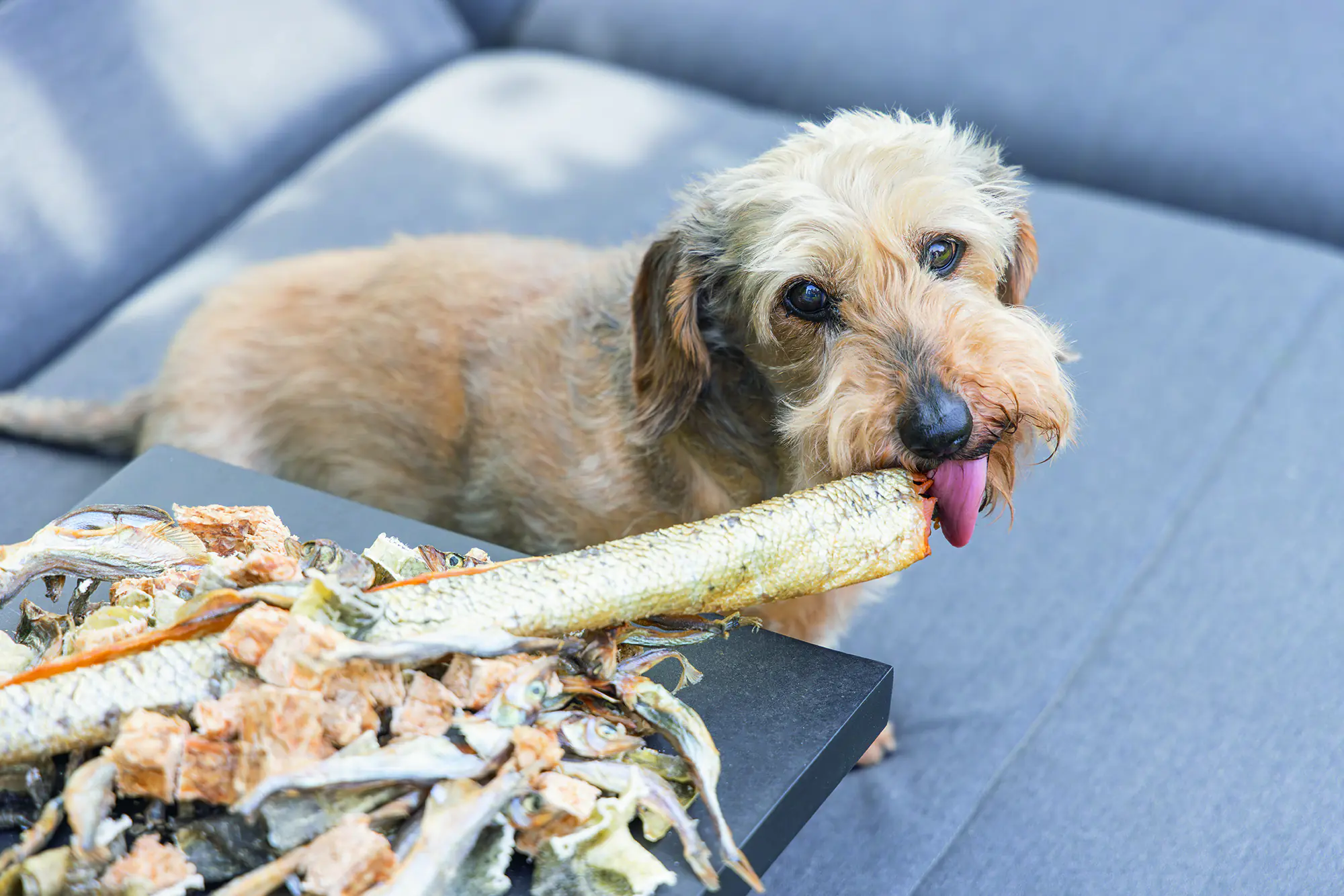 Beeztees Hundesnack Lachshaut mit Fett 120 g