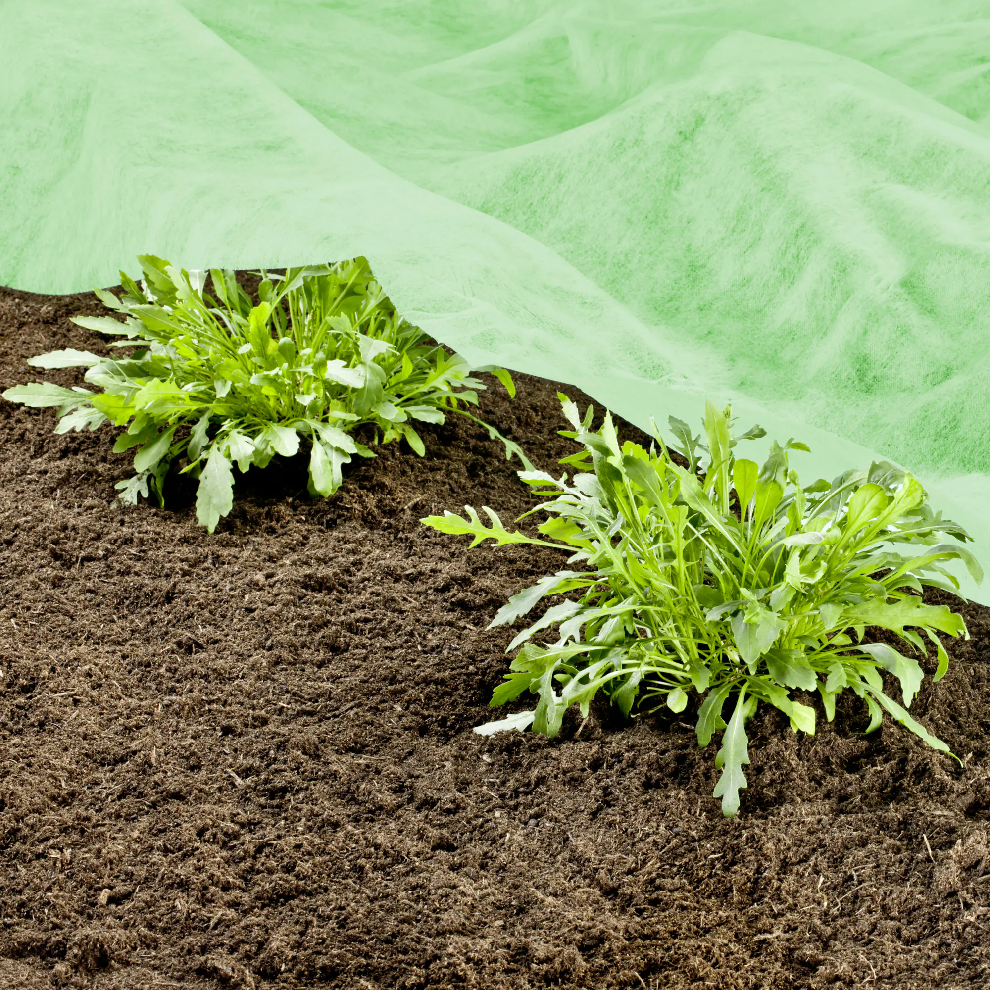 Windhager Frühbeetvlies 10 x 1,5 m, 20g/m²