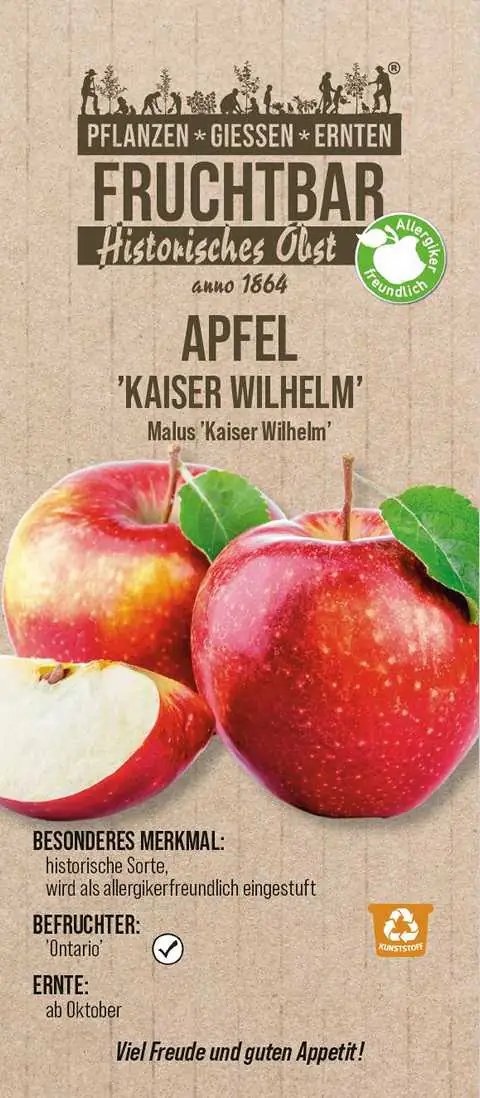 Stadt Ernte Bio Obstbaum Apfel Kaiser Wilhelm H 150 cm 29 cm Topf