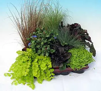 Herbstpflanzen Mix 10,5 cm Topf