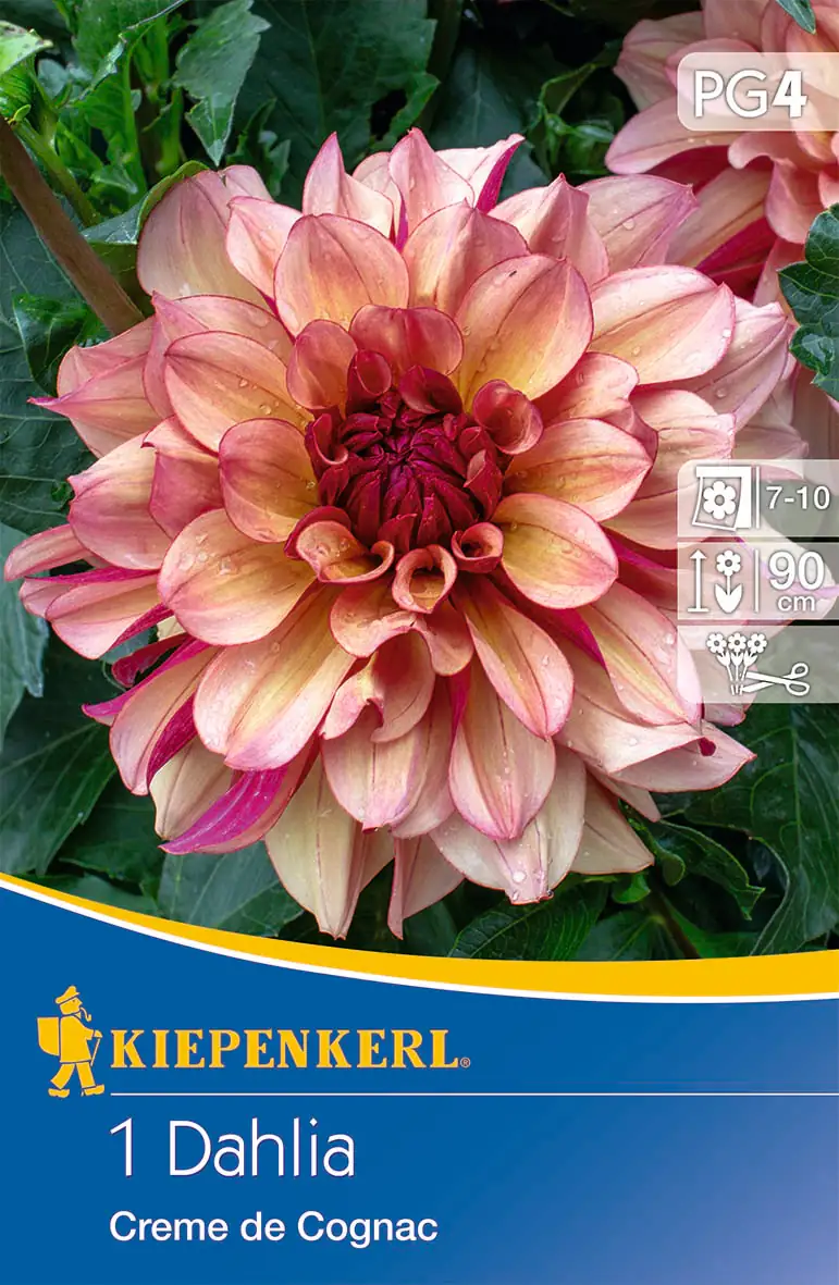 Kiepenkerl Seerosen-Dahlie Creme de Cognac Kiepenkerl Seerosen-Dahlie Creme de Cognac