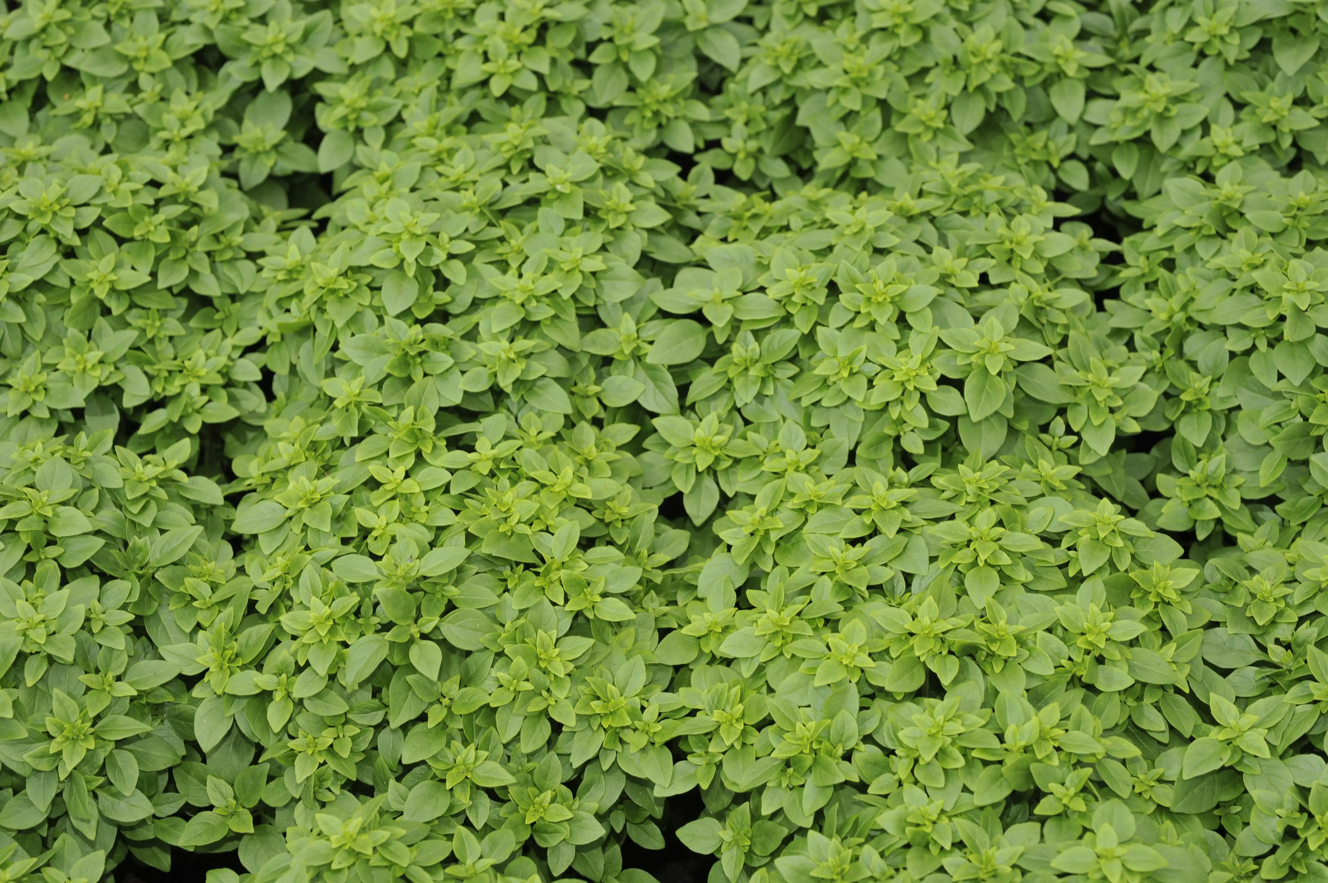 8717432731175_2 Oregano Origanum Vulgare H 25 cm 14 cm Topf