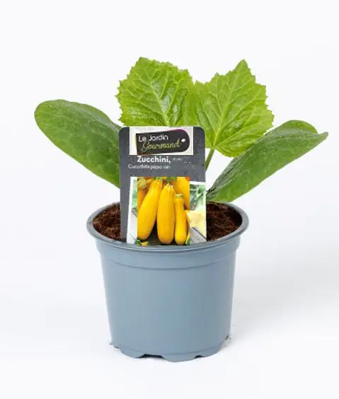 Zuchini gelb 10,5 cm Topf