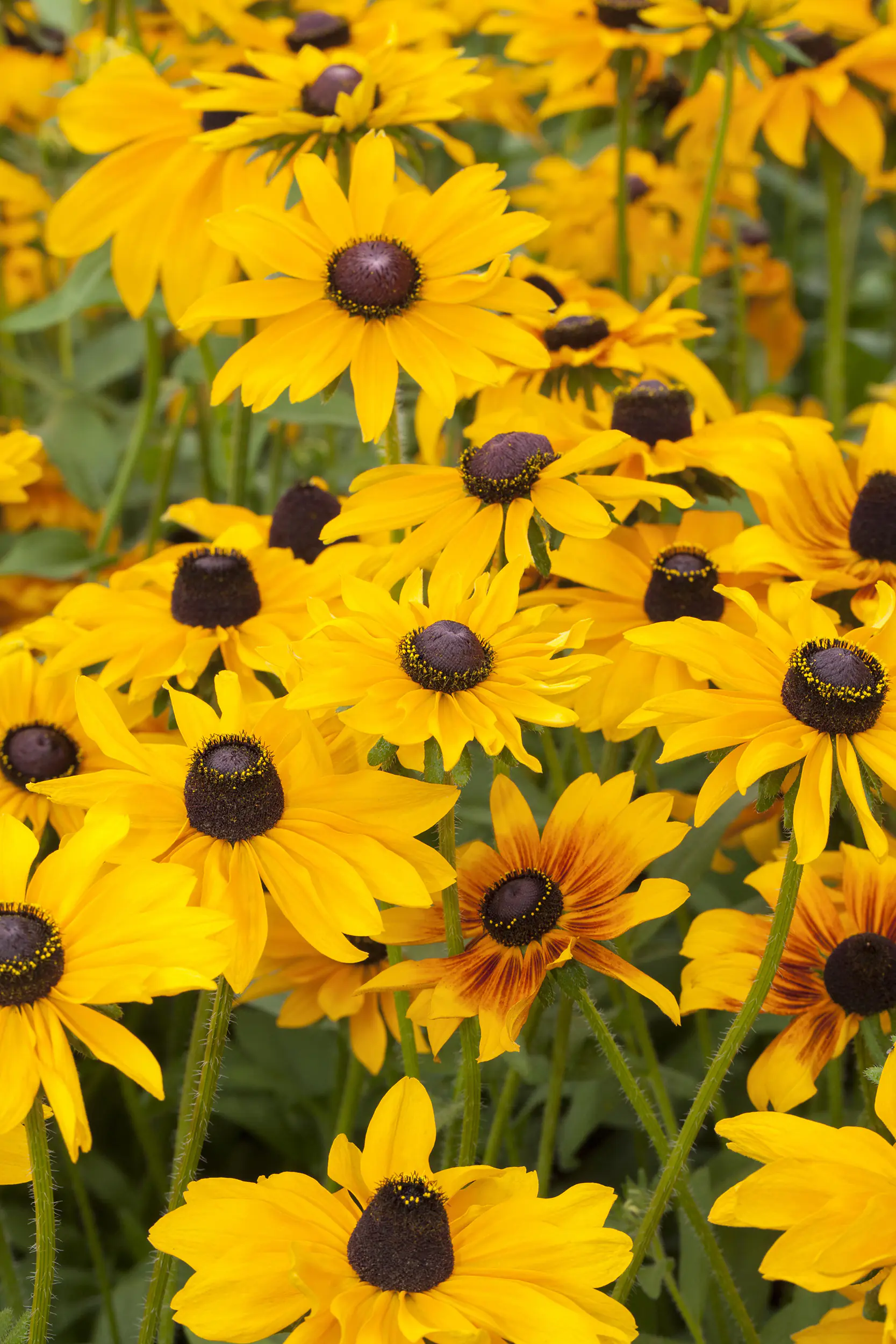 Sonnenhut Rudbeckia 23 cm Topf