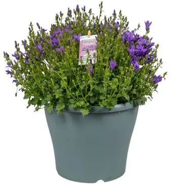 Glockenblume Campanula Ambella port Intense Purple 23 cm Topf