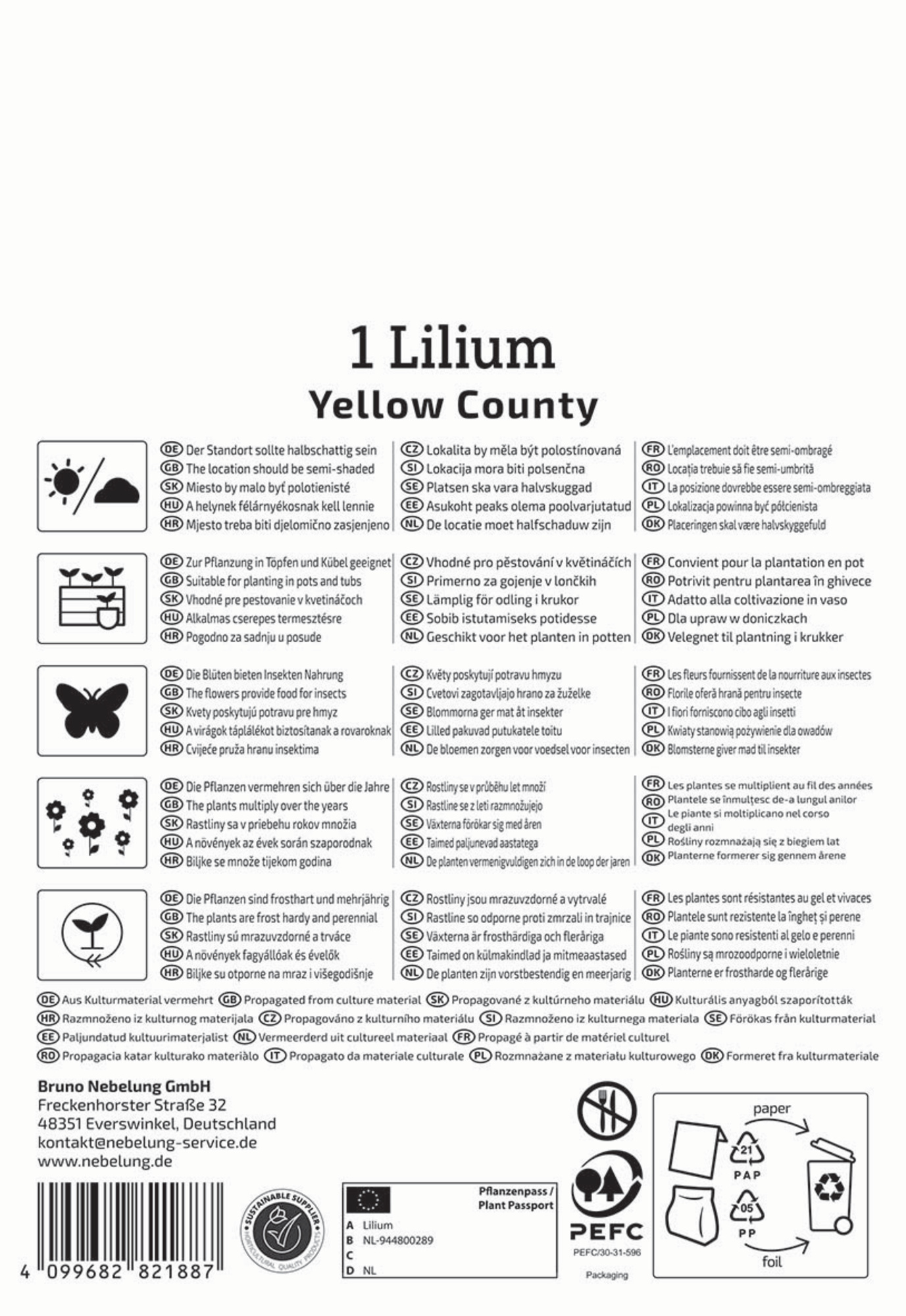 Kiepenkerl Frühjahrsblumenzwiebel Asiatische Lilie Yellow County 1 Stück