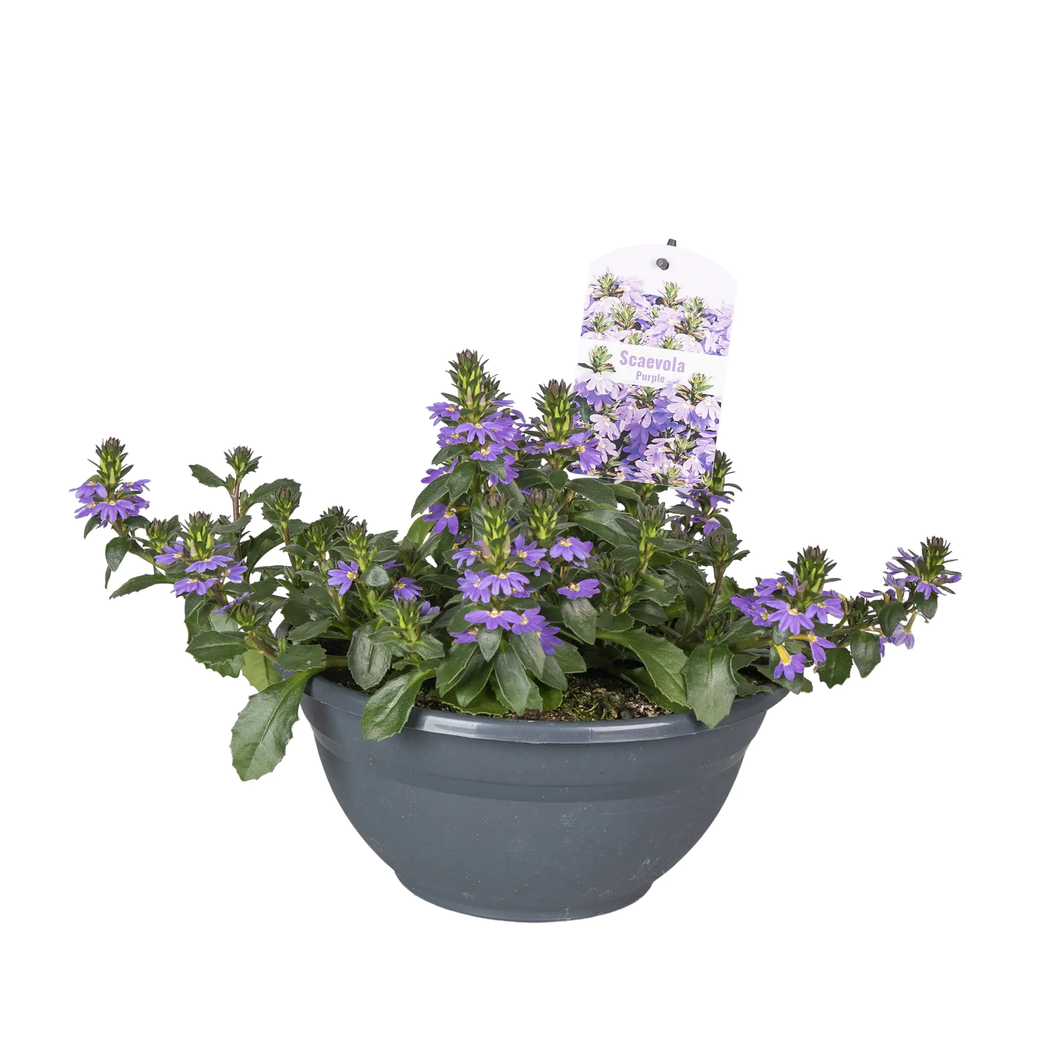 Beet -und Balkonpflanzen in Schale H 20 cm 27 cm Schale