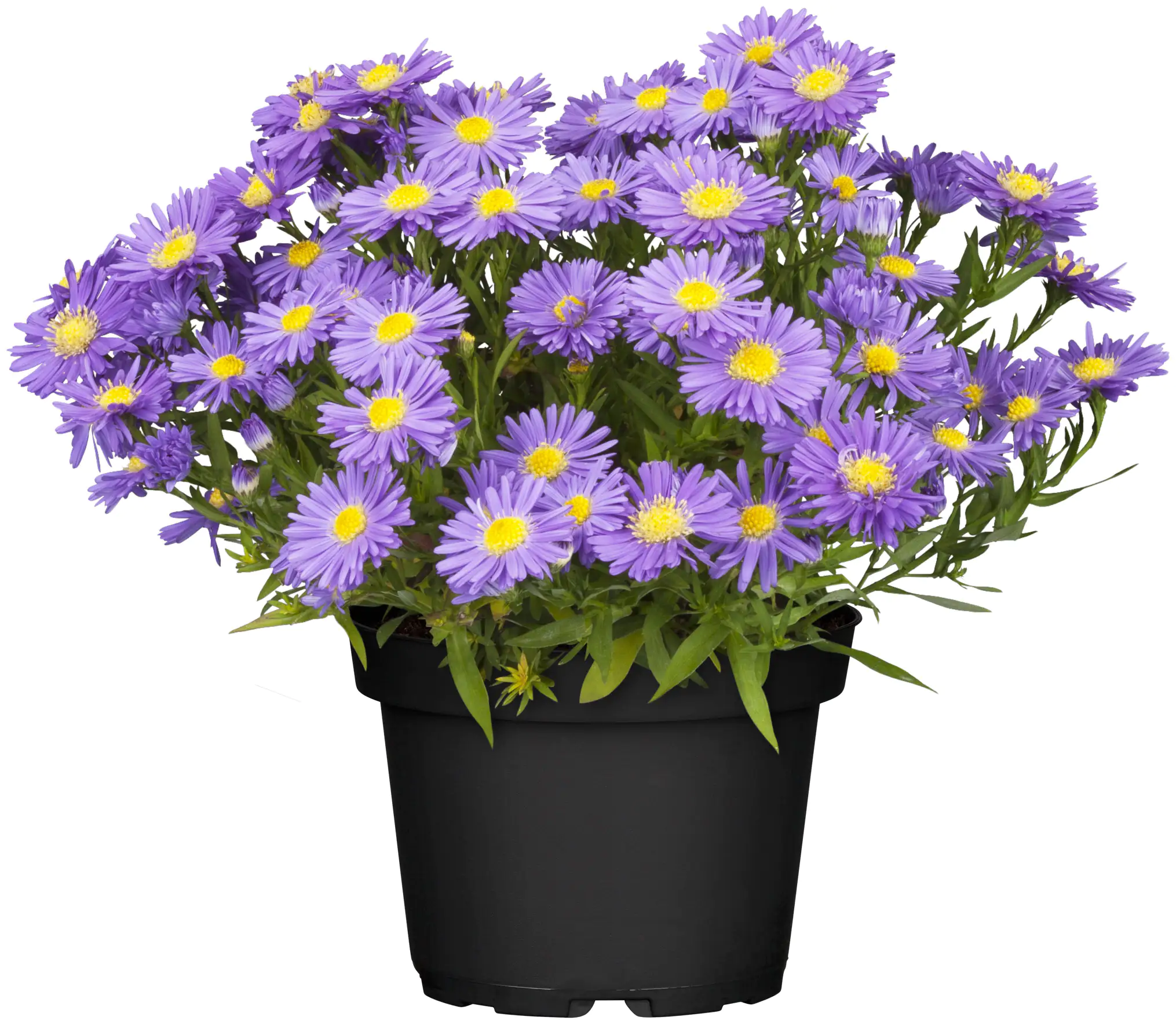 8717432463656_06 Aster Mystery Lady 12 cm Topf