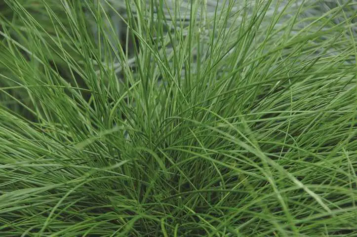 Bärenfellgras Festuca scoparia Green Form 17 cm Topf