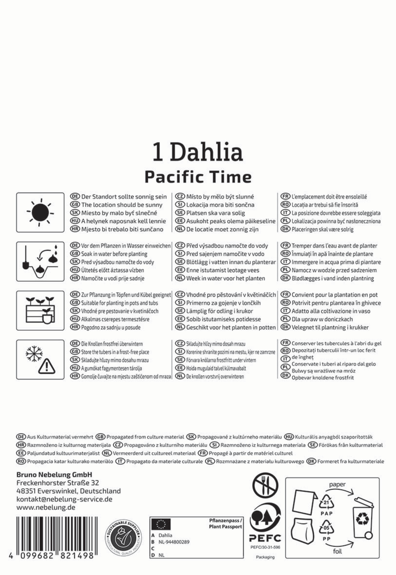 Kiepenkerl Profi-Line Frühjahrsblumenzwiebel Dekorative Dahlie Pacific Time 1 Stück