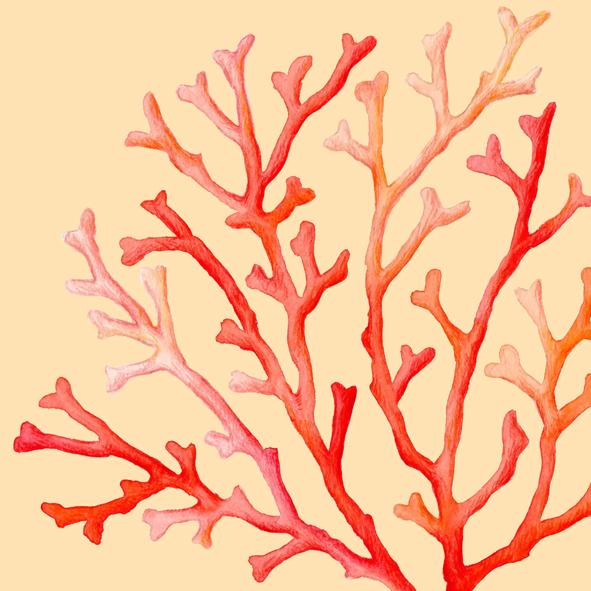 Braun & Company Servietten Motiv Koralle 33 x 33 cm - 20er Pack