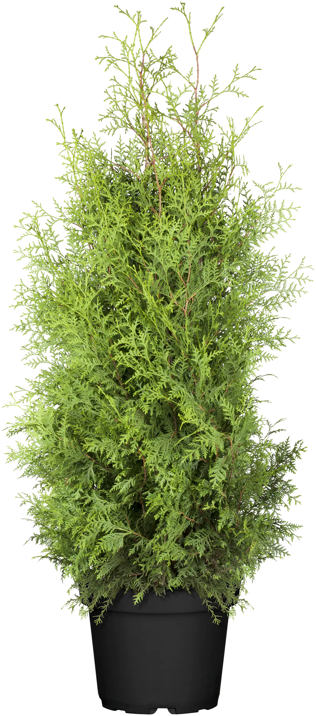 Lebensbaum Thuja occ. Brabant H 140-160 cm 12 Liter Container