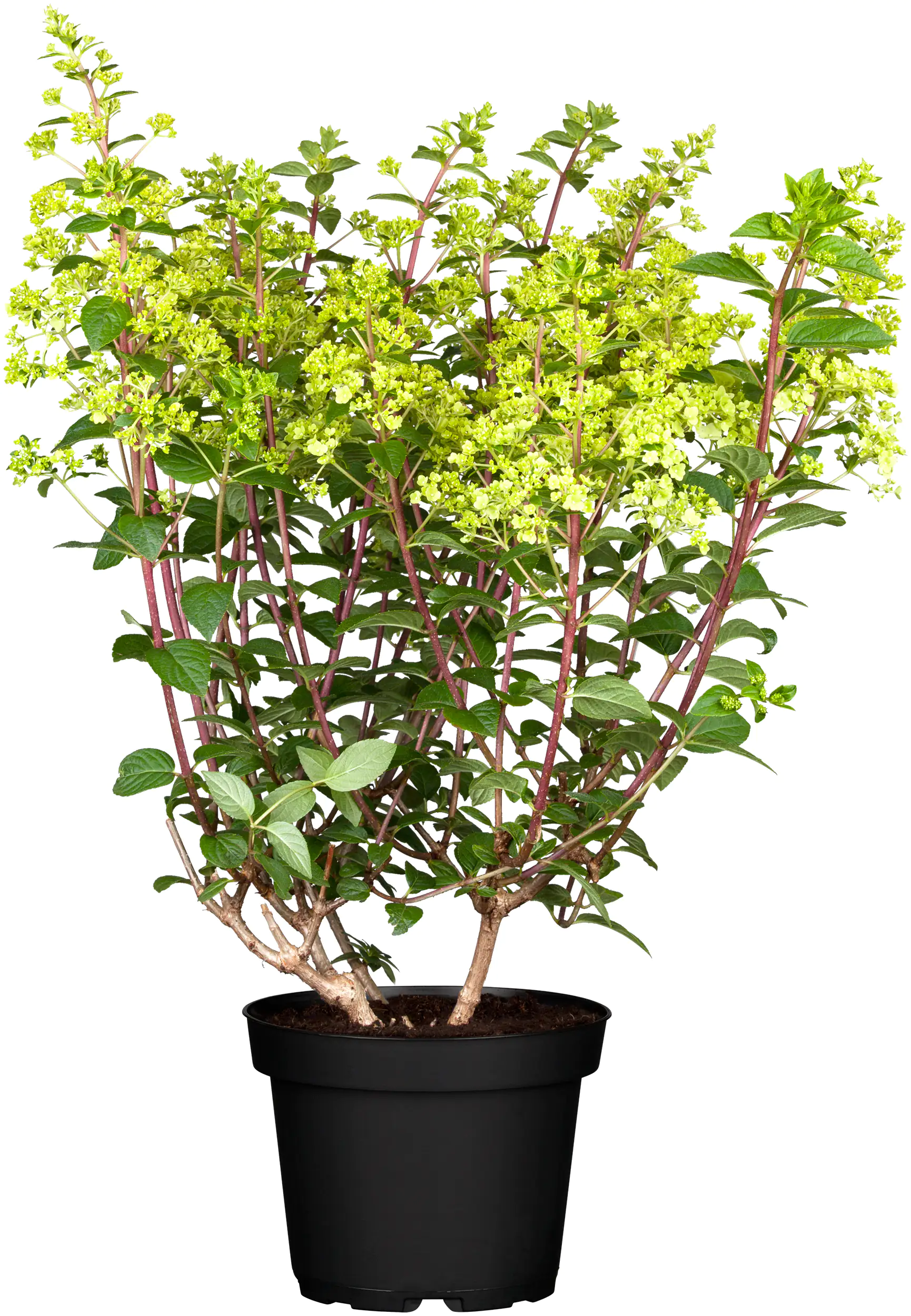 Rispenhortensie Hydrangea paniculata i. S., 10 l Container