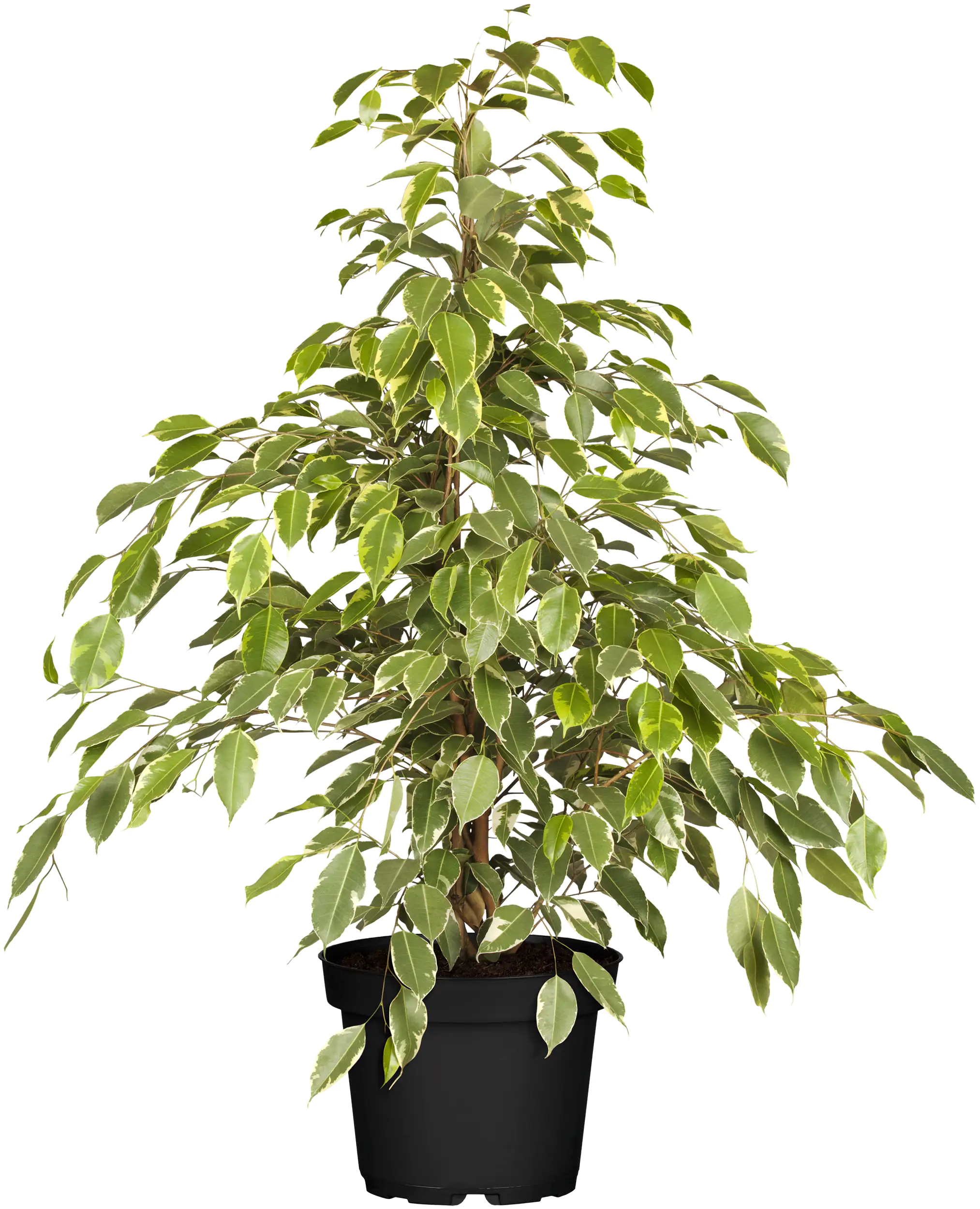 8717929578115_12 Grünpflanzen verschiedene Sorten 17 cm Topf