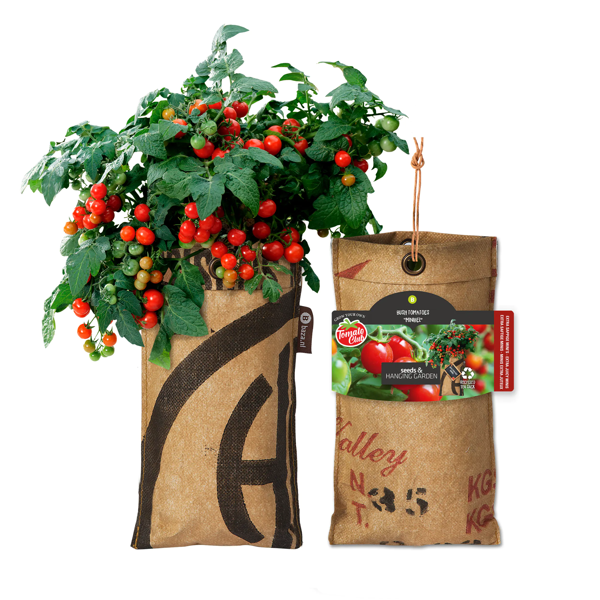 Baza Seeds hängender Garten Strauchtomate Minibel Baza Seeds hängender Garten Strauchtomate Minibel