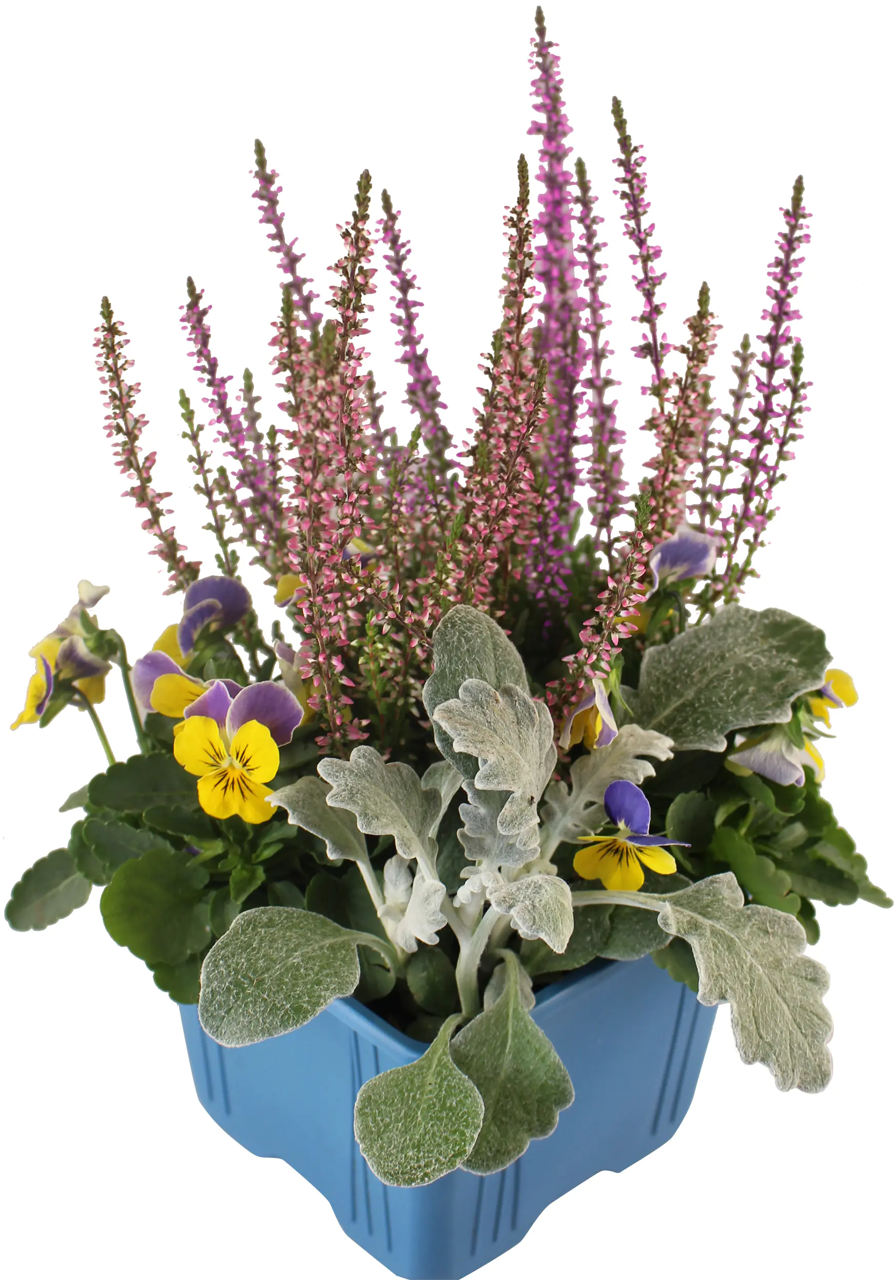 Herbst Quattro Mix im 11 x 11 Viereck-Topf