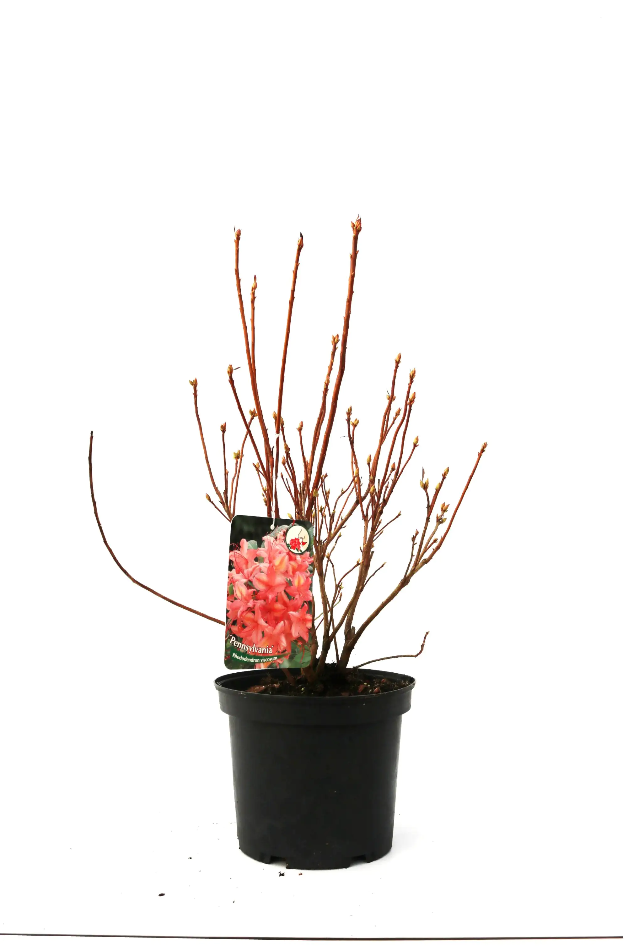 4029395010292 Rhododendron PG II + III Liebhaber 5 l Container