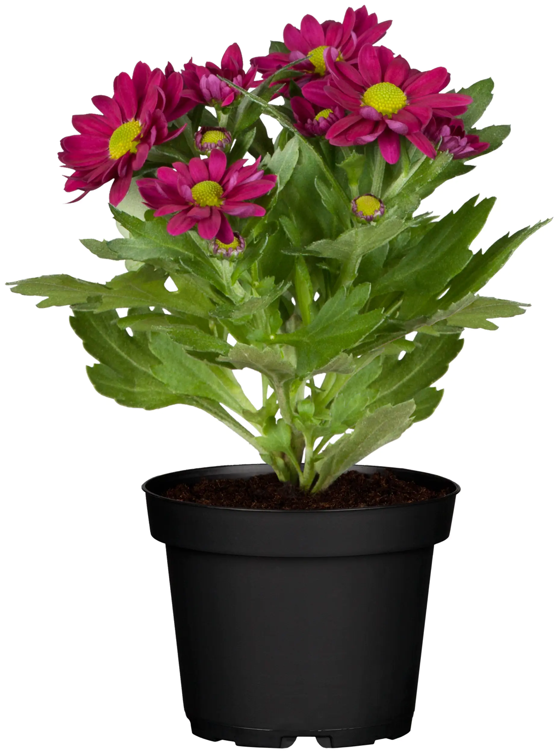 Chrysantheme Classix Mix 9 cm Topf
