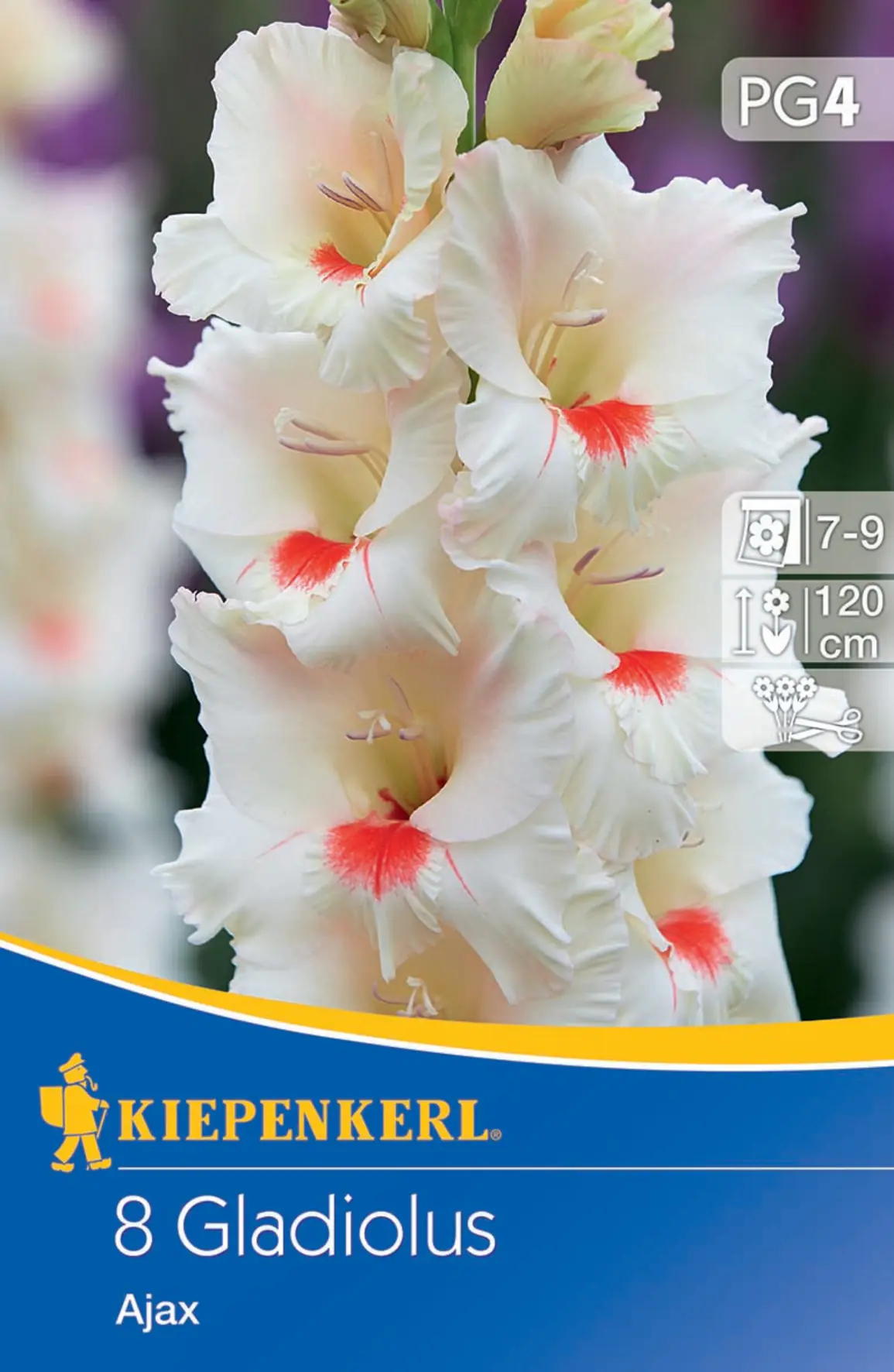 Kiepenkerl Großblumige Gladiole Ajax Kiepenkerl Großblumige Gladiole Ajax